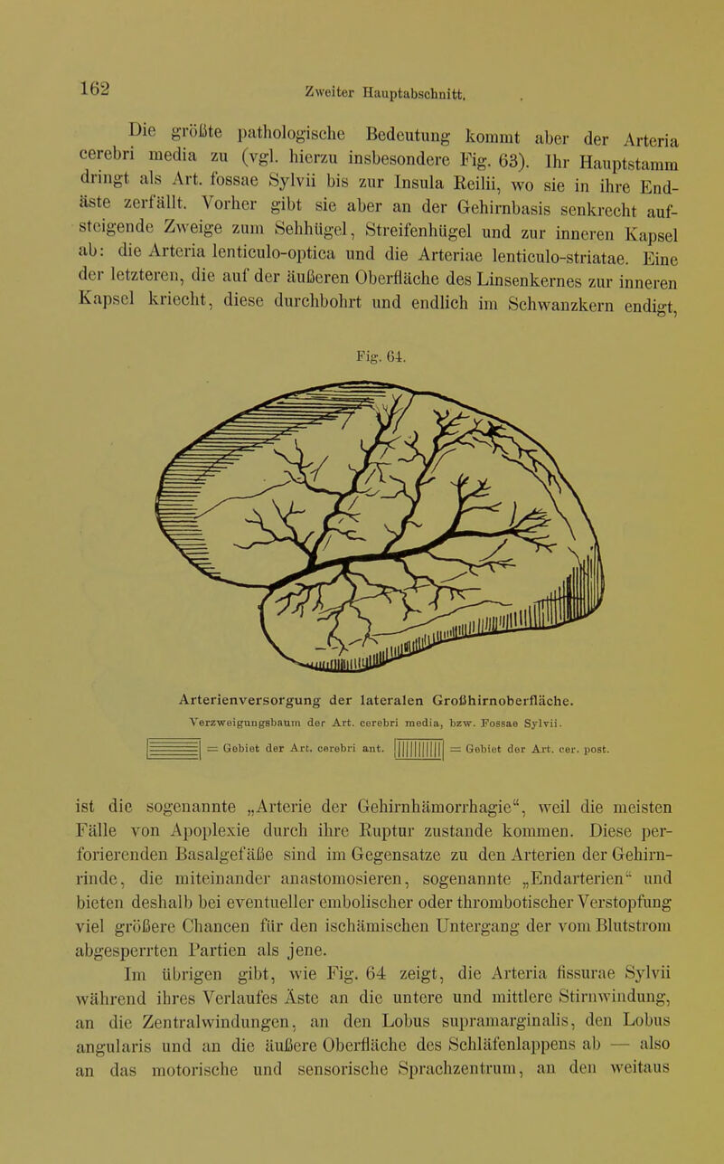 Die größte pathologische Bedeutung kommt aber der Arteria cerebri media zu (vgl. hierzu insbesondere Fig. 63). Ihr Hauptstamm dringt als Art. fossae 8ylvii bis zur Insula Reilii, wo sie in ihre End- äste zerfällt. Vorher gibt sie aber an der Gehirnbasis senkrecht auf- steigende Zweige zum Sehhügel, Streifenhügel und zur inneren Kapsel ab: die Artcria lenticulo-optica und die Arteriae lenticulo-striatae. Eine der letzteren, die auf der äußeren Oberfläche des Linsenkernes zur inneren Kapsel kriecht, diese durchbohrt und endlich im Schwauzkern endigt, ist die sogenannte „Arterie der Gehirnhämorrhagie, weil die meisten Fälle von Apoplexie durch ihre Ruptur zustande kommen. Diese per- forierenden Basalgef äße sind im Gegensatze zu den Arterien der Gehirn- rinde, die miteinander anastomosieren, sogenannte „Endarterien und bieten deshalb bei eventueller embolischer oder thrombotischer Verstopfung viel größere Chancen für den ischämischen Untergang der vom Blutstrom abgesperrten Partien als jene. Im übrigen gibt, wie Fig. 64 zeigt, die Arteria fissurae Sylvii während ihres Verlaufes Äste an die untere und mittlere Stirnwiudung, an die Zentralwindungcn, an den Lobus supramarginahs, den Lobus angularis und an die äußere Oberfläche des Schläfenlappens ab — also an das motorische und sensorische Sprachzentrum, an den weitaus