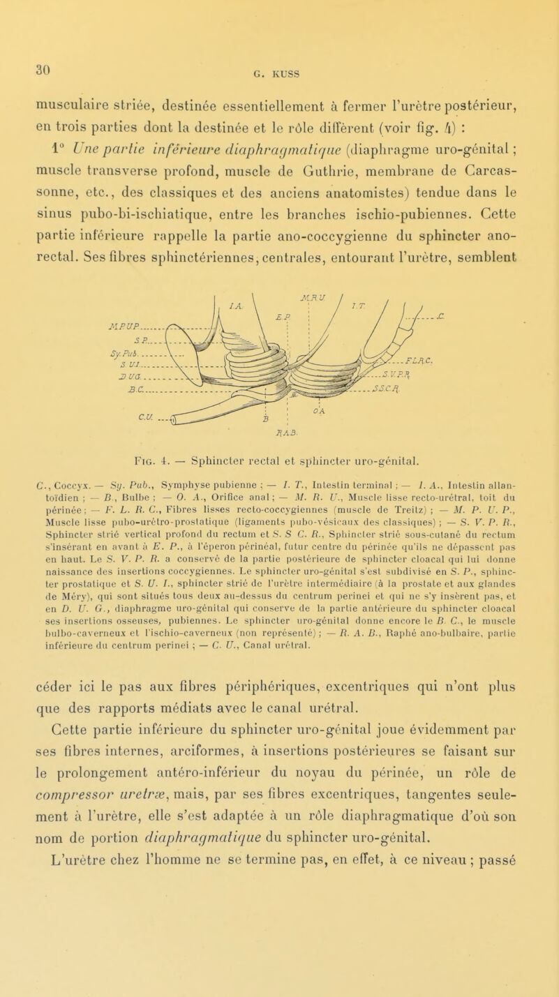 G. KUSS musculaire striée, destinée essentiellement à fermer l'urètre postérieur, en trois parties dont la destinée et le rôle diffèrent (voir fig. /i) : 1 Une partie inférieure diaphragmatiqne (diaphragme uro-génital ; muscle transverse profond, muscle de Guthrie, membrane de Carcas- sonne, etc., des classiques et des anciens anatomistes) tendue dans le sinus pubo-bi-ischiatique, entre les branches ischio-pubiennes. Cette partie inférieure rappelle la partie ano-coccygienne du sphincter ano- rectal. Ses fibres sphinctériennes, centrales, entourant l'urètre, semblent FiG. 4. — Sphincter rectal et sphincter uro-génital. C, Coccyx. — Sy. Pub., Symphyse pubienne ; — /. T., Inleslin lerniinal ; — 7. A., Inleslin allan- toïdien ; — D , Bulbe ; — 0. A., Orifice anal; — M. R. U., Muscle lisse recto-urétral, toil du périnée; — F. L. R. C, Fibres lisses recto-coccygiennes (muscle de Treitz) ; — M. P. U. P., Muscle lisse pubo-urclro-proslalique (ligaments piibo-vésii'aux des classiques) ; — S. V. P. R-, Sphincter strié vertical profond du rectum et S. S C. R., Sphincter strié sous-culané du rectum s'insérant en avant à E. P., à l'éperon périnéal, futur centre du périnée qu'ils ne dépassent pas en haut. Le S. V. P. R. a conservé de la partie postérieure de sphincter cloacal qui lui donne naissance des insertions coccygiennes. Le sphincter uro-génital s'est subdivisé en S. P., sphinc- ter prostatique et S. U. /., sphincter strié de l'urètre intermédiaire (à la prostate et aux glandes de Méry), qui sont situés tous deux au-dessus du centrum perinei et qui ne s'y insèrent pas, et en D. U. G., diaphragme uro-génital qui conserve de la partie antérieure du sphincter cloacal ses insertions osseuses, pubiennes. Le sphincter uro-génilal donne encore le D. C, le muscle bulbo-caverneux et l'ischio-caverneux (non représenté); — R. A. B., Raphé ano-bulbaire, partie inférieure du centrum perinei ; — C U., Canal urélraL céder ici le pas aux fibres périphériques, excentriques qui n'ont plus que des rapports médiats avec le canal urétral. Cette partie inférieure du sphincter uro-génital joue évidemment par ses fibres internes, arciformes, à insertions postérieures se faisant sur le prolongement antéro-inférieur du noyau du périnée, un rôle de compresser uretrœ^ mais, par ses fibres excentriques, tangentes seule- ment à l'urètre, elle s'est adaptée à un rôle diaphragmatique d'où son nom de portion diaphragmatique du sphincter uro-génital. L'urètre chez l'homme ne se termine pas, en effet, à ce niveau ; passé