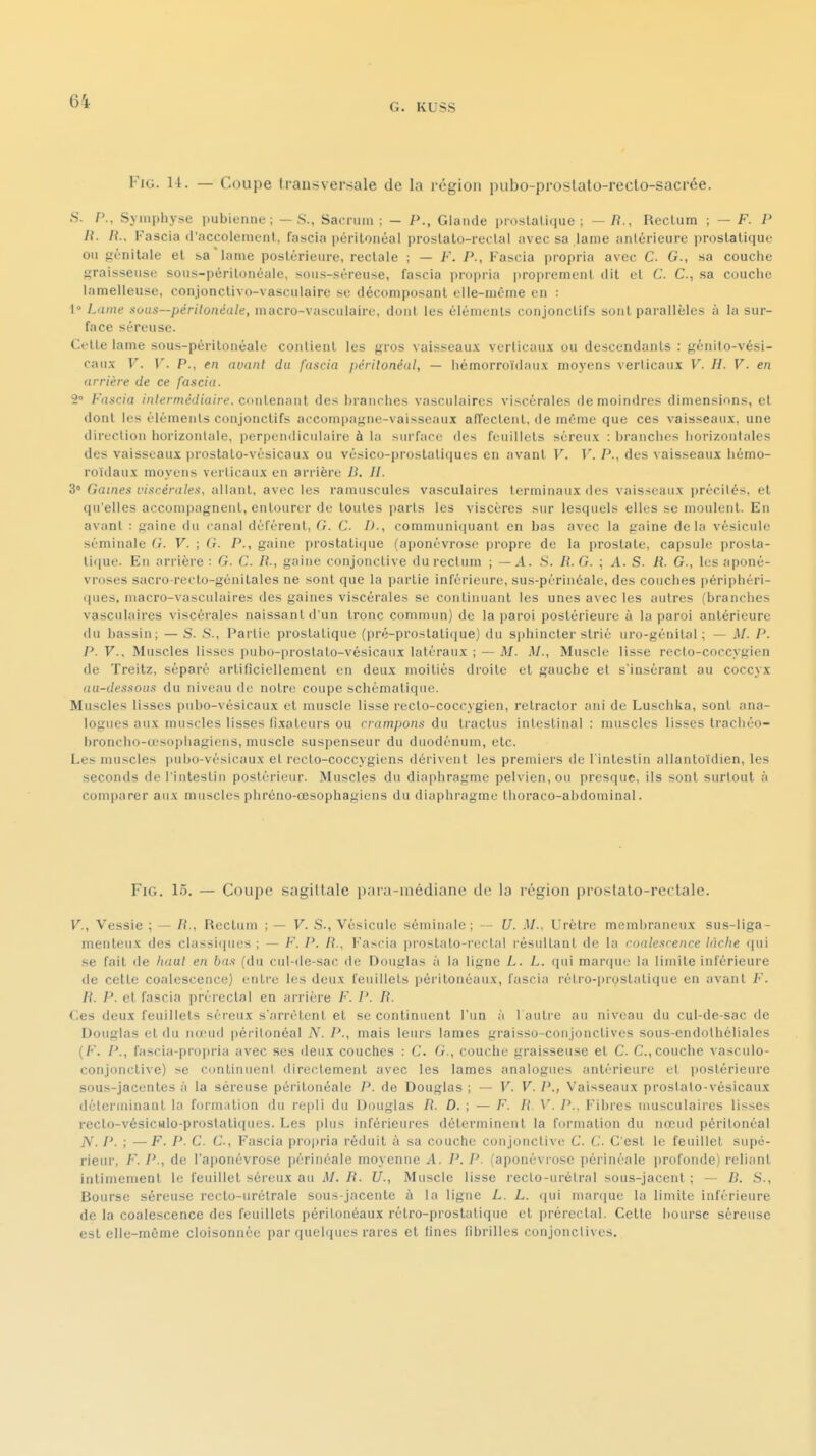 G. KU5S FiG. 11. — Coupe transversale de la région pubo-proslalo-recto-sacrée. S. P., Symphyse pubienne; —8., Sacrum : — P., Glande lUDslalique ; — li., Reclum ; — F. P R. R.. Fascia d'accolenienl, fascia péritonéal proslato-reclal avec sa lame antérieure prostatique ou frénitale et sa'lame poslérieurc, rectale ; — F. P., Fascia propria avec C G., sa couciie f^raissense sous-périlonéulc, sous-séreuse, fascia propria |iroiiremcnt dit et C. C, sa couche lamelleuse, conjonclivo-vasculaire se décomposant elle-même en : 1 Lame .■ious—périlonéale, macro-vasciilairc, dont les éléments conjonclil's sont parallèles à la sur- face séreuse. Cette lame sous-péritonéale contient les f^ros vaisseau.\ verticaux ou descendants : génito-vési- caux V. V. P., en avant du fascia péritonéal, — hémorroïdaux moyens verticaux V. H. V. en arrière de ce fascia. 2» Fascia intermédiaire, cimleniiul des branches vasculaires viscérales de moindres dimensions, cl dont les éléments conjonctifs accompagne-vaisseaux affectent, de même que ces vaisseaux, une direction horizontale, perpendiculaire à la surface des feuillets séreux : branches horizontales des vaisseaux i)rostato-vésicaux ou vésico-prostatiques en avant V. V. P., des vaisseaux hémo- roïdaux moyens verticaux en arrière D. II. 3° Gaines viscérales, allant, avec les ramuscules vasculaires terminaux des vaisseaux précités, et qu'elles accompagnent, enlourer de toutes jiarls les viscères sur lesquels elles se moulent. En avant : gaine du canal déférent, G. C D., communi(|uanl en bas avec la gaine delà vésicule séminale G. V. ; G. P., gaine prostatique (aponévrose propre de la prostate, capsule prosla- tiijue. En arrière : G. C. R., gaine conjonctive du rectum ; — A. S. R.G. ; A. S. R. G., les aponé- vroses sacro-reclo-génitales ne sont que la partie inférieure, sus-périncale, des couches périphéri- ques, niacro-vasculaires des gaines viscérales se continuant les unes avec les autres (branches vasculaires viscérales naissant d'un tronc commun) de la ])aroi postérieure à la paroi antérieure du bassin; —S. S., Partie prostatique (pré-prostatique) du sphincter strié uro-génilal ; — M. P. P. F., Muscles lisses pubo-prostato-vésicaux latéraux ; — M. M., Muscle lisse recto-coccygien de Treitz, séparé artificiellement en deux moitiés droite et gauche et s'insérant au coccyx au-dessous du niveau de notre coupe schématique. Muscles lisses i)ubo-vésicaux et muscle lisse recto-coccygien, rétracter ani de Luschka, sont ana- logues aux muscles lisses li.xateiirs ou crampons du Iractus intestinal : muscles lisses tracliéo- broncho-œsopliagiens, muscle suspenseur du duodénum, etc. Les muscles pubo-vésicaux et recto-coccygiens dérivent les premiers de l'intestin allanto'idien, les seconds de l'intestin postérieur. Muscles du diaphragme pelvien, ou presque, ils sont surtout à comparer aux muscles pliréno-œsophagicns du diaphragme thoraco-abdominal. FiG. 15. — Coupe sagiltale para-inédiane de la région prostato-rectaie. V., 'Vessie ; — R., Rectum ; — V. S-, Vésicule séminale; — U. M., Urètre membraneux sus-liga- menteux des classiques ; — F. P. /?., Fascia prostato-reclal i-ésultant de la coalescence lâche qui se fait de haut en bas (du cul-de-sac de Douglas à la ligne L. L. cpii man|ue la limite inférieure de cette coalescence) entre les deux feuillets ])éritonéaux, fascia rétro-|iroslatique en avant F. R. P. et fascia prérectal en arrière F. P. R. Ces deux feuillets séi-eux s'arrêtent et se continuent l'un à l'autre au niveau du cul-de-sac de Douglas et du iiu'ud péritonéal A^. P., mais leurs lames graisso-conjonctives sous-endothéliales (F. P., fascia-propria avec ses deux couches : C. G., couche graisseuse et C. C, couche vasculo- conjonctive) se continuent directement avec les lames analogues antérieure et postérieure sous-jacentes à la séreuse péritonéale P. de Douglas ; — V. V. P., Vaisseaux proslato-vésicaux déterminant la formiition du repli du Douglas R. D. ; — F. R. V. P., Fibres musculaires lisses recto-vésiculo-proslatiques. Les plus inférieures déterminent la formation du nœud péritonéal jV, P. ; —F. P. C. C, Fascia propria réduit à sa couche conjonctive C. C. C'est le feuillet supé- rieur, /•. P., de l'aponévrose périnéale moyenne A. P. P. (aponévrose péi'inéale ))rofonde) reliant intimement le feuillet séreux au M. R. U., Muscle lisse reclo-urélral sous-jacent ; — B. S., Bourse séreuse recto-urélrale sous-jacente à la ligne L. L. ijui marque la limite inférieure de la coalescence des feuillets périlonéaux rétro-prostatique et prérectal. Celte bourse séreuse est elle-même cloisonnée par quelques rares et lines fibrilles conjonctives.