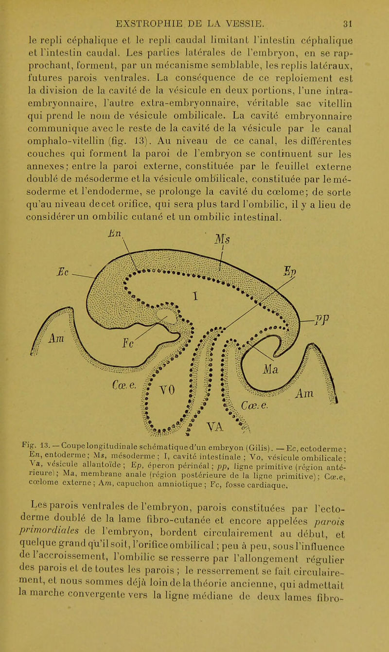 le repli céphalique cl le repli caudal limilaiiL rinlcsLin céphalique et Finleslin caudal. Les parties latérales de l'embryon, en se rap- prochant, forment, par un mécanisme semblable, les replis latéraux, futures parois ventrales. La conséquence de ce rcploiemcnt est la division de la cavité de la vésicule en deux portions, l'une intra- embryonnaire, l'autre extra-embryonnaire, véritable sac vitellin qui prend le nom de vésicule ombilicale. La cavité embryonnaire communique avec le reste de la cavité de la vésicule par le canal omphalo-vitellin (fig-. 13). Au niveau de ce canal, les diflerentes couches qui forment la paroi de l'embryon se continuent sur les annexes; entre la paroi externe, constituée par le feuillet externe doublé de mésoderme et la vésicule ombilicale, constituée par le mé- soderme et l'endoderme, se prolonge la cavité du cœlome; de sorte qu'au niveau de cet orifice, qui sera plus tard l'ombilic, il y a lieu de considérer un ombilic cutané et un ombilic intestinal. Fig. 13. — Coupelongituclinaleschématiqned'un embryon (Gilis). — Ec, ectoderme ; En, entodemie; Ms, mésoderme; I, cavité intestinale; Vo. vésicule ombilicale ; Va, vésicule allantoïde ; Ep, éperon périnéal ; pp, ligne primitive (région anté- neurei; Ma, membrane anale (région postérieure de la ligne primitive): Cœ.e, cœlome externe ; Am, capuchon amniotique; Fc, fosse cardiaque. Les parois ventrales de l'embryon, parois constituées par l'ecto- derme doublé de la lame fibro-cutanée et encore appelées parois primordiales de l'embryon, bordent circulairement au début, et quelque grand qu'il soit, l'orifice ombilical ; peu à peu, sousTinlluencc de l'accroissement, l'omljilic se resserre par l'allongement régulier des parois et de toutes les parois ; le resserrement se fait circulaire- ment, et nous sommes déjà loin de la théorie ancienne, qui admettait la marche convergente vers la ligne médiane de deux lames fibro-