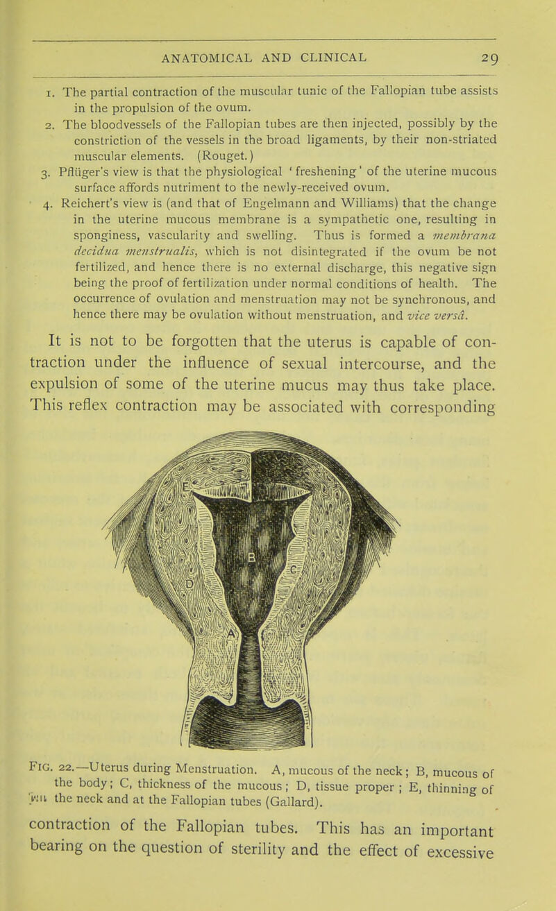 1. The partial contraction of the muscular tunic of the Fallopian tube assists in the propulsion of the ovum. 2. The bloodvessels of the Fallopian tubes are then injected, possibly by the constriction of the vessels in the broad ligaments, by their non-striated muscular elements. (Rouget.) 3. Pfliiger's view is that the physiological ' freshening' of the uterine mucous surface affords nutriment to the newly-received ovum. 4. Reichert's view is (and that of Engelmann and Williams) that the change in the uterine mucous membrane is a sympathetic one, resulting in sponginess, vascularity and swelling. Thus is formed a membrana decidua meustrualis, which is not disintegrated if the ovum be not fertilized, and hence there is no external discharge, this negative sign being the proof of fertilization under normal conditions of health. The occurrence of ovulation and menstruation may not be synchronous, and hence there may be ovulation without menstruation, and vice versa. It is not to be forgotten that the uterus is capable of con- traction under the influence of sexual intercourse, and the expulsion of some of the uterine mucus may thus take place. This reflex contraction may be associated with corresponding FlG. 22.—Uterus during Menstruation. A, mucous of the neck; B, mucous of the body; C, thickness of the mucous; D, tissue proper ; E, thinning of Inn the neck and at the Fallopian tubes (Gallard). contraction of the Fallopian tubes. This has an important bearing on the question of sterility and the effect of excessive