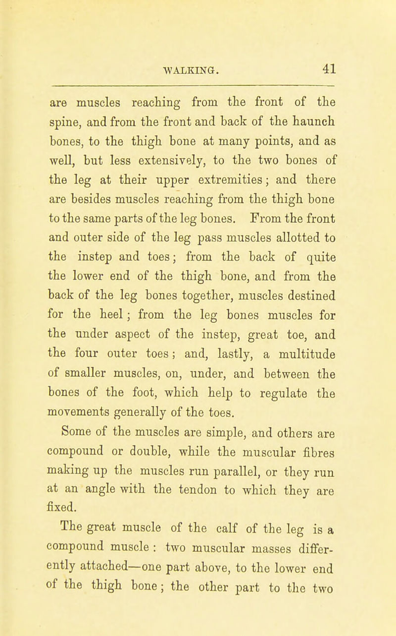 are muscles reacliiiig from the front of the spine, and from the front and back of the haunch bones, to the thigh bone at many points, and as well, but less extensively, to the two bones of the leg at their upper extremities; and there are besides muscles reaching from the thigh bone to the same parts of the leg bones. From the front and outer side of the leg pass muscles allotted to the instep and toes; from the back of quite the lower end of the thigh bone, and from the back of the leg bones together, muscles destined for the heel; from the leg bones muscles for the under aspect of the instep, great toe, and the four outer toes; and, lastly, a multitude of smaller muscles, on, under, and between the bones of the foot, which help to regulate the movements generally of the toes. Some of the muscles are simple, and others are compound or double, while the muscular fibres making up the muscles run parallel, or they run at an angle with the tendon to which they are fixed. The great muscle of the calf of the leg is a compound muscle : two muscular masses differ- ently attached—one part above, to the lower end of the thigh bone; the other part to the two