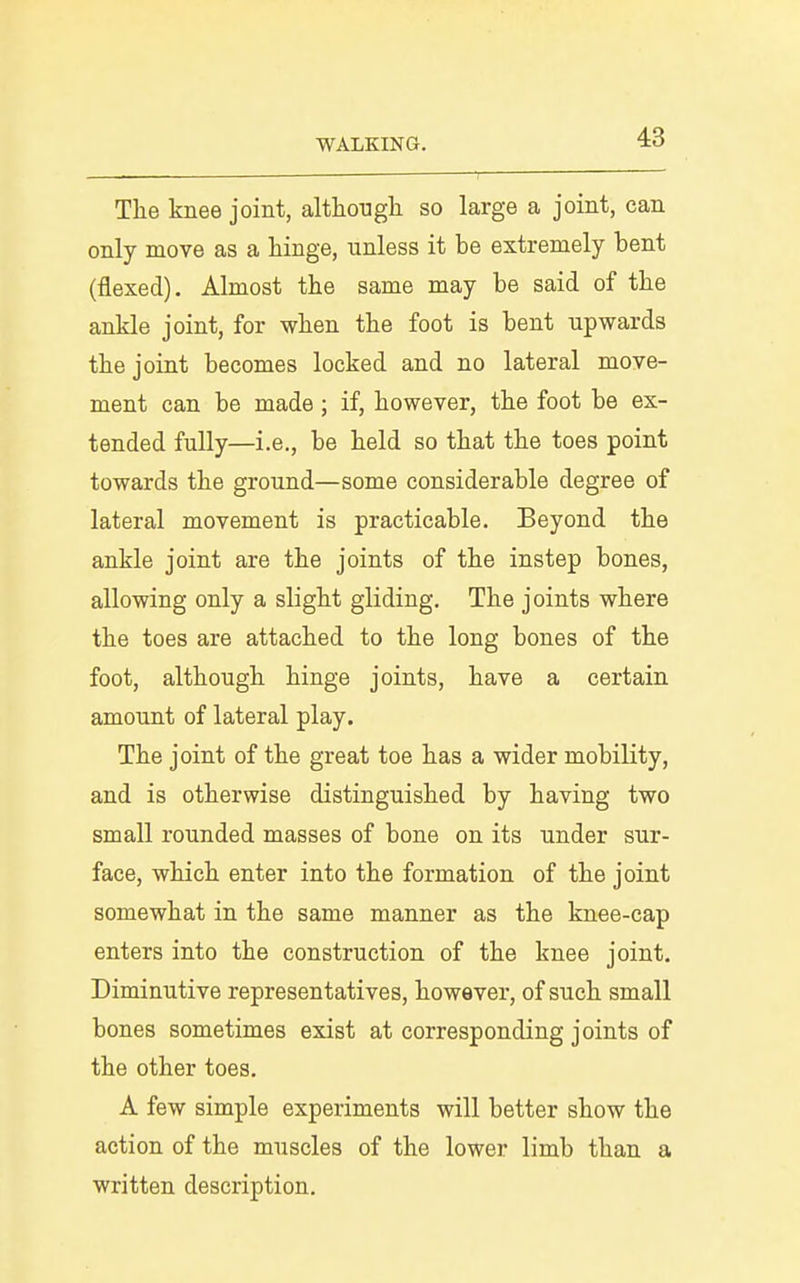 , ^ . ■—' The knee joint, althongli so large a joint, can only move as a hinge, unless it be extremely bent (flexed). Almost the same may be said of the ankle joint, for when the foot is bent upwards the joint becomes locked and no lateral move- ment can be made ; if, however, the foot be ex- tended fully—i.e., be held so that the toes point towards the ground—some considerable degree of lateral movement is practicable. Beyond the ankle joint are the joints of the instep bones, allowing only a slight gliding. The joints where the toes are attached to the long bones of the foot, although hinge joints, have a certain amount of lateral play. The joint of the great toe has a wider mobility, and is otherwise distinguished by having two small rounded masses of bone on its under sur- face, which enter into the formation of the joint somewhat in the same manner as the knee-cap enters into the construction of the knee joint. Diminutive representatives, however, of such small bones sometimes exist at corresponding joints of the other toes. A few simple experiments will better show the action of the muscles of the lower limb than a written description.