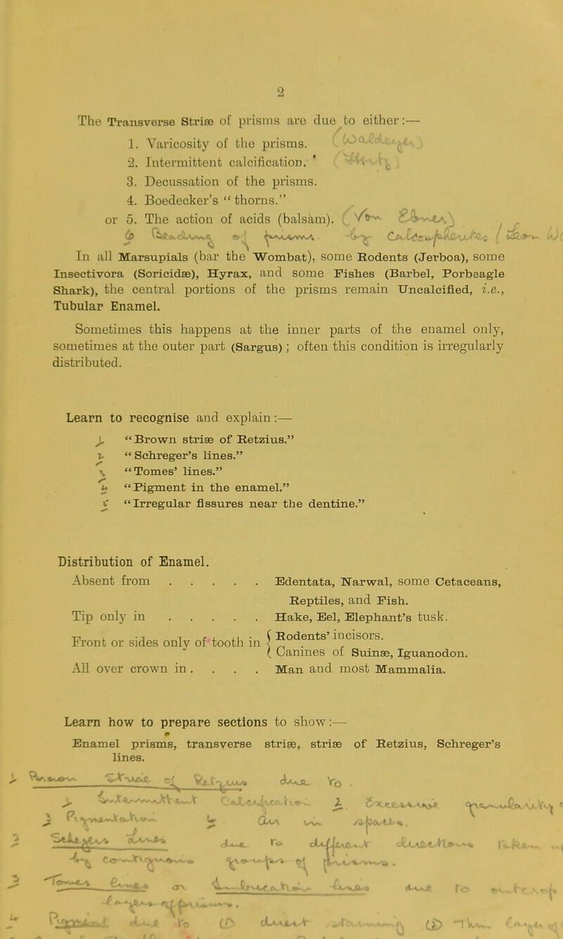2 The Transverse Striee of prisms are due to either:— 1. Varicosity of the prisms. •2. Intermittent calcification. 3. Decussation of the prisms. 4. Boedecker's  thorns. or o. The action of acids (balsam). In all Marsupials (bar the Wombat), some Rodents (Jerboa), some Insectivora (Soricidse), Hyrax, and some Fishes (Barbel, Porbeagle Shark), the central portions of the prisms remain Uncaleified, i.e., Tubular Enamel. Sometimes this happens at the inner parts of the enamel only, sometimes at the outer part (Sargus); often this condition is irregularly distributed. Learn to recognise and explain:— ^ Brown striae of Retzius. z-  Schreger's lines. \ Tomes' lines. Pigment in the enamel. v Irregular fissures near the dentine. Distribution of Enamel. Absent from Tip only in Front or sides only of'tooth in All over crown in . Edentata, Narwal, some Cetaceans, Reptiles, and Pish. Hake, Eel, Elephant's tusk. Rodents' incisors. Canines of Sxiinae, Iguanodon. Man and most Mammalia. Learn how to prepare sections to show:— Enamel prisms, transverse striae, striae of Retzius, Schreger's lines.