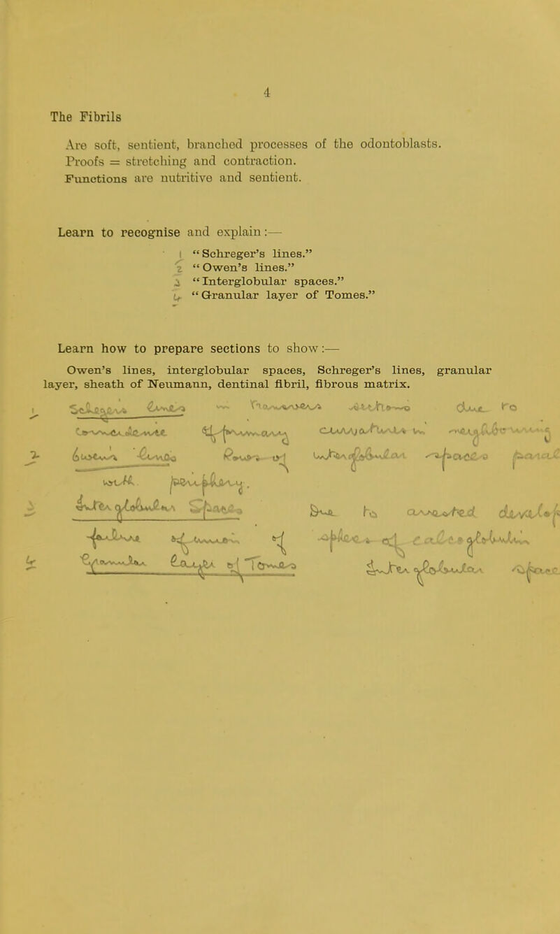 The Fibrils Are soft, sentient, branched processes of the odontoblasts. Proofs = stretching and contraction. Functions are nutritive and sentient. Learn to recognise and explain:— I Schreger's lines.  Owen's lines. i Interglobular spaces. 'if. Granular layer of Tomes. Learn how to prepare sections to show:— Owen's lines, interglobvilar spaces, Schreger's lines, granular layer, sheath of Neumann, dentinal fibril, fibrous matrix. C*-vv^<fi^At-*v«. ^:i^'j»^\.\^aA^ c-UAA»eu^^*/U>» u. ^
