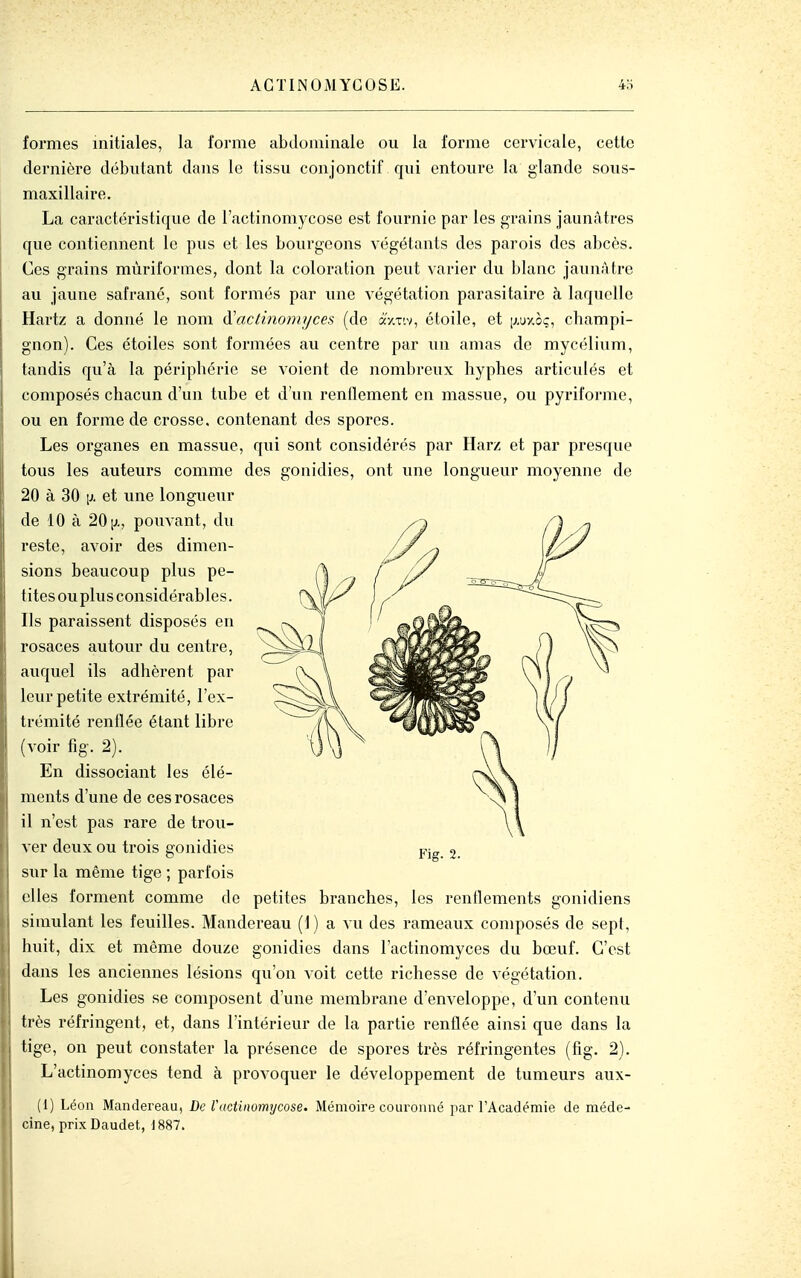 formes initiales, la forme abtlominale ou la forme cervicale, cette dei'iiière débutant dans le tissu conjonctif qui entoure la glande sous- maxillaire. La caractéristique de l'actinomycose est fournie par les grains jaunâtres que contiennent le pus et les bourgeons végétants des parois des abcès. Ces grains mùriformes, dont la coloration peut varier du blanc jaunAtre au jaune safrané, sont formés par une végétation parasitaire à laquelle Hartz a donné le nom (\!actinomijces (de âV.x'.v, étoile, et |j,u'/.oç, champi- gnon). Ces étoiles sont formées au centre par un amas de mycélium, tandis qu'à la périphérie se voient de nombreux hyphes articulés et composés chacun d'un tube et d'un renflement en massue, ou pyriforme, ou en forme de crosse, contenant des spores. Les organes en massue, qui sont considérés par Harz et par presque tous les auteurs comme des gonidies, ont une longueur moyenne de 20 à 30 \i et une longueur de 10 à 201»., pouvant, du reste, avoir des dimen- sions beaucoup plus pe- tites ou plus considérables. Ils paraissent disposés en rosaces autour du centre, auquel ils adhèrent par leur petite extrémité, l'ex- trémité renflée étant libre (voir fîg. 2). En dissociant les élé- ments d'une de ces rosaces il n'est pas rare de trou- ver deux ou trois gonidies Pig sur la même tige ; parfois elles forment comme de petites branches, les renflements gonidiens simulant les feuilles. Mandereau (1) a vu des rameaux composés de sept, huit, dix et même douze gonidies dans l'actinomyces du bœuf. C'est dans les anciennes lésions qu'on voit cette richesse de végétation. Les gonidies se composent d'une membrane d'enveloppe, d'un contenu très réfringent, et, dans l'intérieur de la partie renflée ainsi que dans la tige, on peut constater la présence de spores très réfringentes (fig. 2). L'actinomyces tend à provoquer le développement de tumeurs aux- (1) Léon Mandereau, De l'actinomycose. Mémoire couronné par l'Académie de méde-