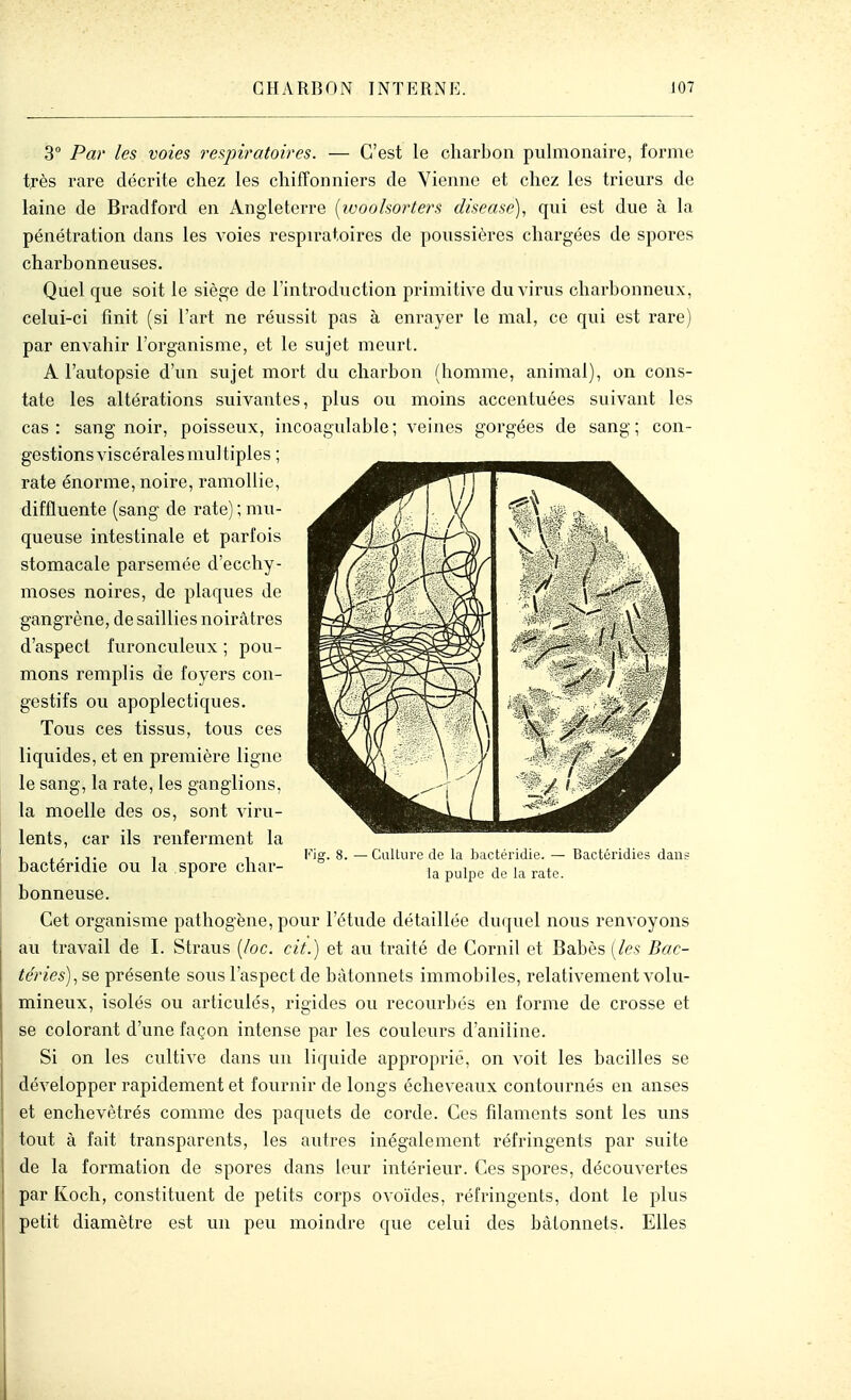 3° Par les voies respii'atoires. — C'est le charbon pulmonaire, forme très rare décrite chez les chiffonniers de Vienne et chez les trieurs de laine de Bradford en Angleterre [ivoolsorters disease), qui est due à la pénétration dans les voies respiratoires de poussières chargées de spores charbonneuses. Quel que soit le siège de l'introduction primitive du virus charbonneux, celui-ci finit (si l'art ne réussit pas à enrayer le mal, ce qui est rare) par envahir l'organisme, et le sujet meurt. A l'autopsie d'un sujet mort du charbon (homme, animal), on cons- tate les altérations suivantes, plus ou moins accentuées suivant les cas: sang noir, poisseux, incoagulable; veines gorgées de sang; con- gestions viscérales multiples ; rate énorme, noire, ramollie, diffluente (sang de rate) ; mu- queuse intestinale et parfois stomacale parsemée d'ecchy- moses noires, de plaques de gangrène, de saillies noirâtres d'aspect furonculeux ; pou- mons remplis de foyers con- gestifs ou apoplectiques. Tous ces tissus, tous ces liquides, et en première ligne le sang, la rate, les ganglions, la moelle des os, sont viru- lents, car ils renferment la bactéridie ou la spore char- bonneuse. Cet organisme pathogène, pour l'étude détaillée duquel nous renvoyons au travail de I. Straus {/oc. cit.) et au traité de Cornil et Babès {les Bac- téries)^ se présente sous l'aspect de bâtonnets immobiles, relativement volu- mineux, isolés ou articulés, rigides ou recourbés en forme de crosse et se colorant d'une façon intense par les couleurs d'aniline. Si on les cultive dans un liquide appropiùé, on voit les bacilles se développer rapidement et fournir de longs écheveaux contournés en anses et enchevêtrés comme des paquets de corde. Ces filaments sont les uns tout à fait transparents, les autres inégalement réfringents par suite de la formation de spores dans leur intérieur. Ces spores, découvertes par Koch, constituent de petits corps ovoïdes, réfringents, dont le plus petit diamètre est un peu moindre que celui des bâtonnets. Elles Kig. 8. — CulLiirc do la l);ictériJic. — Bactéridies dans la pulpe de la rate.