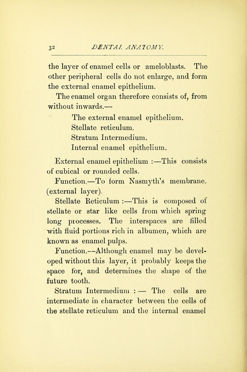 the layer of enamel cells or ameloblasts. The other peripheral cells do not enlarge, and form the external enamel epithelium. The enamel organ therefore consists of, from without inwards.— The external enamel epithelium. Stellate reticulum. Stratum Intermedium. Internal enamel ejDithelium. External enamel epithelium :—This consists of cubical or rounded cells. Function.—To form Nasmyth's membrane, (external layer). Stellate Reticulum :—This is composed of stellate or star like cells from which spring long processes. The interspaces are filled with fluid portions rich in albumen, which are known as enamel pulps. Function.—Although enamel may be dev^el- oped without this layer, it probably keeps the space for, and determines the shape of the future tooth. Stratum Intermedium : — The cells are intermediate in character between the cells of the stellate reticulum and the internal enamel