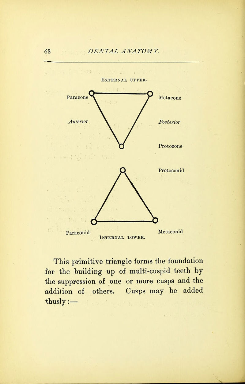 External upper. Paracone Anterior Metacone Posterior Protocone Paraconid Protoconid Metaconid Internal lower. This primitive triangle forms the foundation for the building up of multi-cuspid teeth by the suppression of one or more cusps and the addition of others. Cusps may be added thusly:—