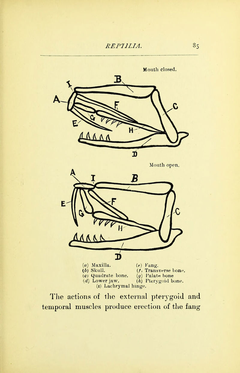 Mouth closed. Mouth open. (rt) Maxilla. (<■) Kuiig. (6) Skull. (/, Transverse bone, (c) tiuadnite hone. (y) I'alatu bone (c/) Lower jaw. (A) i'tcrvgnid bone, (i) Lachrymal hinge. The actions of llie external pterygoid and temporal muscles produce erection of tlie fang