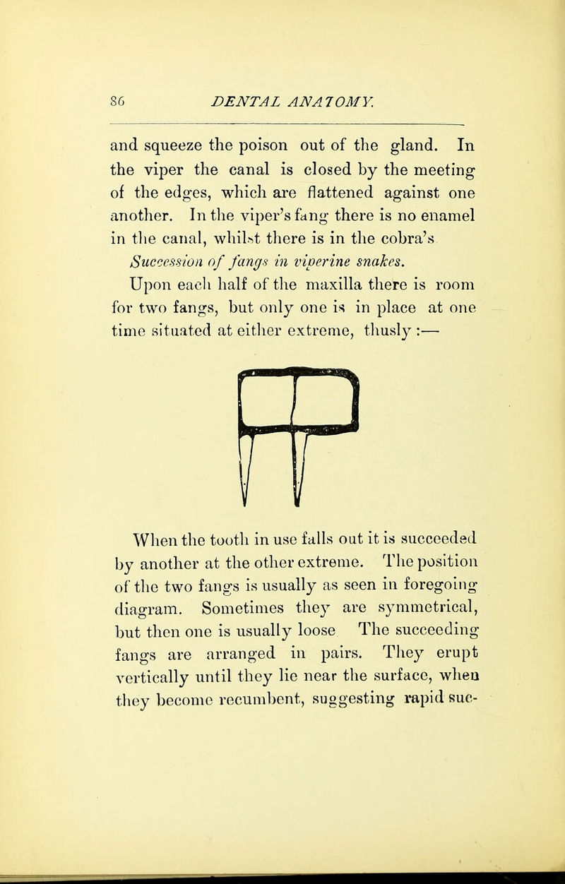 and squeeze the poison out of the gland. In the viper the canal is closed by the meeting of the edges, which are flattened against one another. In the viper's fang there is no enamel in tlie canal, whil>5t there is in the cobra's Succession of fangs in viperine snakes. Upon eacli half of the maxilla there is room for two fangs, but only one is in place at one time situated at eitlier extreme, tliusly :— Wlien the tooth in use falls out it is succeeded by another at the other extreme. The position of the two fangs is usually as seen in foregoing diagram. Sometimes they are symmetrical, but then one is usually loose The succeeding fangs are arranged in pairs. They erupt vertically until they lie near the surface, when they become recumbent, suggesting rapid sue-