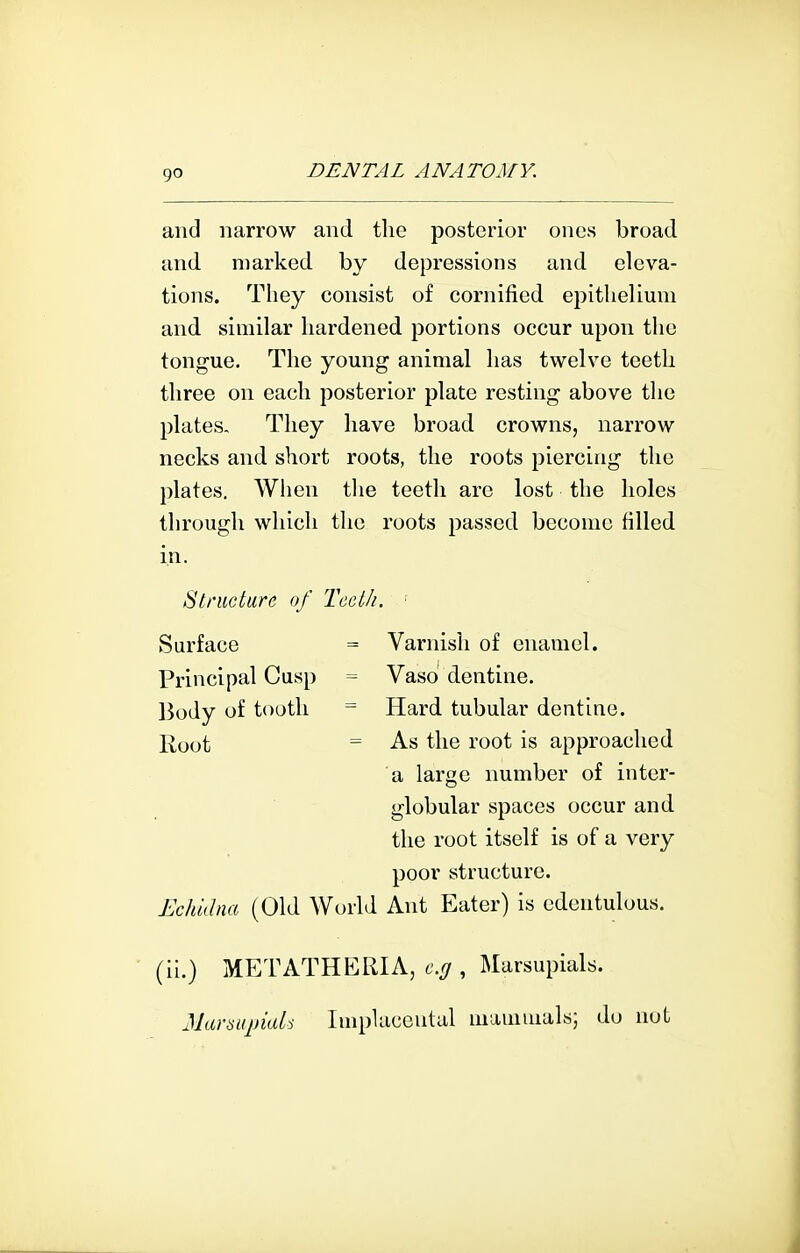 and narrow and the posterior ones broad and marked by depressions and eleva- tions. They consist of cornified epithelium and similar hardened portions occur upon the tongue. The young animal has twelve teeth three on each posterior plate resting above the plates. They have broad crowns, narrow necks and short roots, the roots piercing the plates. When tlie teeth are lost the holes through which the roots passed become filled in. Structure of Teelfi. ' Surface = Varnish of enamel. Principal Cusp = Vaso dentine. Body of tooth == Hard tubular dentine. Root = As the root is approached a large number of inter- globular spaces occur and the root itself is of a very poor structure. Echidna (Old World Ant Eater) is edentulous. (il.) METATHERIA, eg , Marsupials. Marsupials Implacental mauiiuals; do not