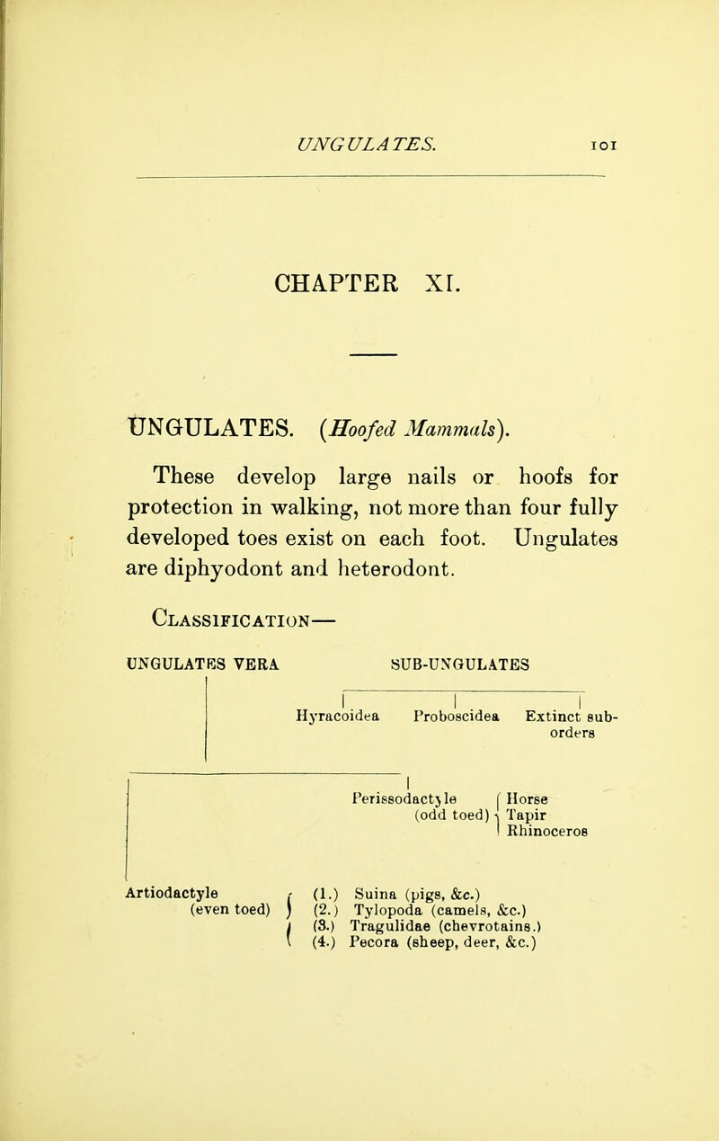 CHAPTER Xr. Ungulates. {Hoofed Mammals). These develop large nails or hoofs for protection in walking, not more than four fully- developed toes exist on each foot. Ungulates are diphyodont and heterodont. Classification— ungulatrs vera sub-uxgulates I I I Hyracoidea Proboscidea Extinct sub- orders I Perissodactjle | Horse (odd toed) \ Tapir I Rhinoceros Artiodactyle .- (1.) Suina (pigs, &c.) (even toed) ) (2.) Tylopoda (camels, &c.) j (3.) Tragulidae (chevrotains.)