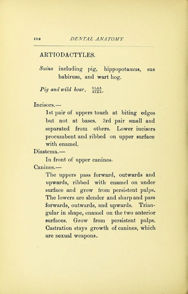 ARTrODACTYLES. Saina including pig, hippopotamus, sua babirusa, and wart hog. Pig and wild hoar. IyIt- Incisors.— ] st pair of uppers touch at biting edges but not at bases. Hrd pair small and separated from others. Lower incisor* procumbent and ribbed on upper surface with enamel. Diastema.— In front of upper canines. Canines.— The uppers pass forward, outwards and upwards, ribbed with enamel on under surface and grow from persistent pulps. The lowers are slender and sharp and pass forwards, outwards, and upwards. Trian- gular in shape, enamel on the two anterior surfaces. Grow from persistent pulps. Castration stays growth of canines, which are sexual weapons.