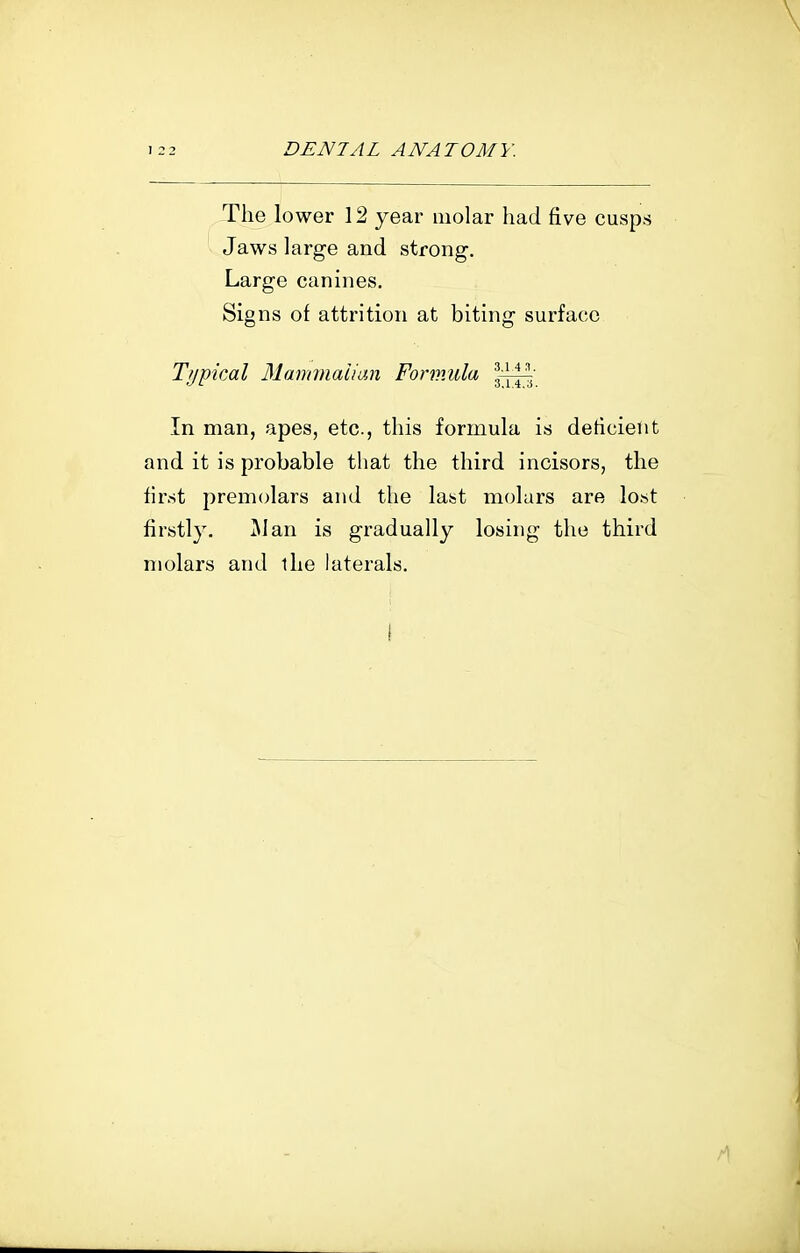 The lower 12 year molar had five cusps Jaws large and strong. Large canines. Signs of attrition at biting surface Typical Mammalian Formula In man, apes, etc., this formula is deficient and it is probable that the third incisors, the finst premolars and the last molars are lost firstly. j\Ian is gradually losing the third molars and ihe laterals.