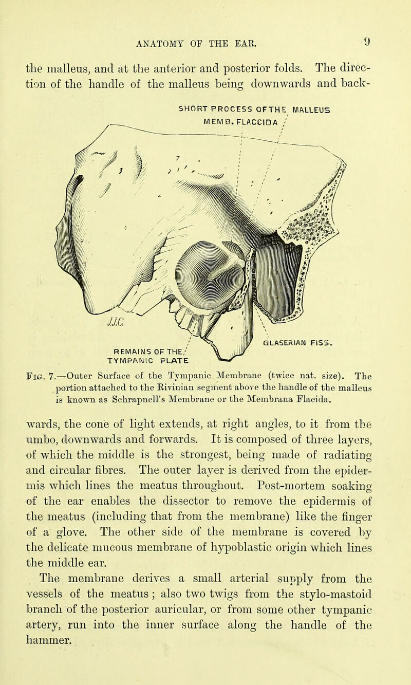 the malleus, and at the anterior and posterior folds. The direc- tion of the handle of the malleus beino; downwards and back- SHORT PROCESS OFTHE MALLEUS W1EMB. FLACCIDA GLASERIAN FlSi REMAINS OF THE,' TYWIPANIC PLATE Fig. 7.—Outer Surface of the Tympanic Membrane (twice nat. size). The portion attached to the Eivinian segment above the handle of the malleus is known as Schrapnell's Membrane or the Membrana Flacida. wards, the cone of light extends, at right angles, to it from the umbo, downwards and forwards. It is composed of three layers, of which the middle is the strongest, being made of radiating and circular fibres. The outer layer is derived from the epider- mis which lines the meatus throughout. Post-mortem soaking of the ear enables the dissector to remove the epidermis of the meatus (including that from the membrane) like the finger of a glove. The other side of the membrane is covered by the delicate mucous membrane of hypoblastic origin which lines the middle ear. The membrane derives a small arterial supply from the vessels of the meatus; also two twigs from the stylo-mastoid branch of the posterior auricular, or from some other tympanic artery, run into the inner surface along the handle of the hammer.