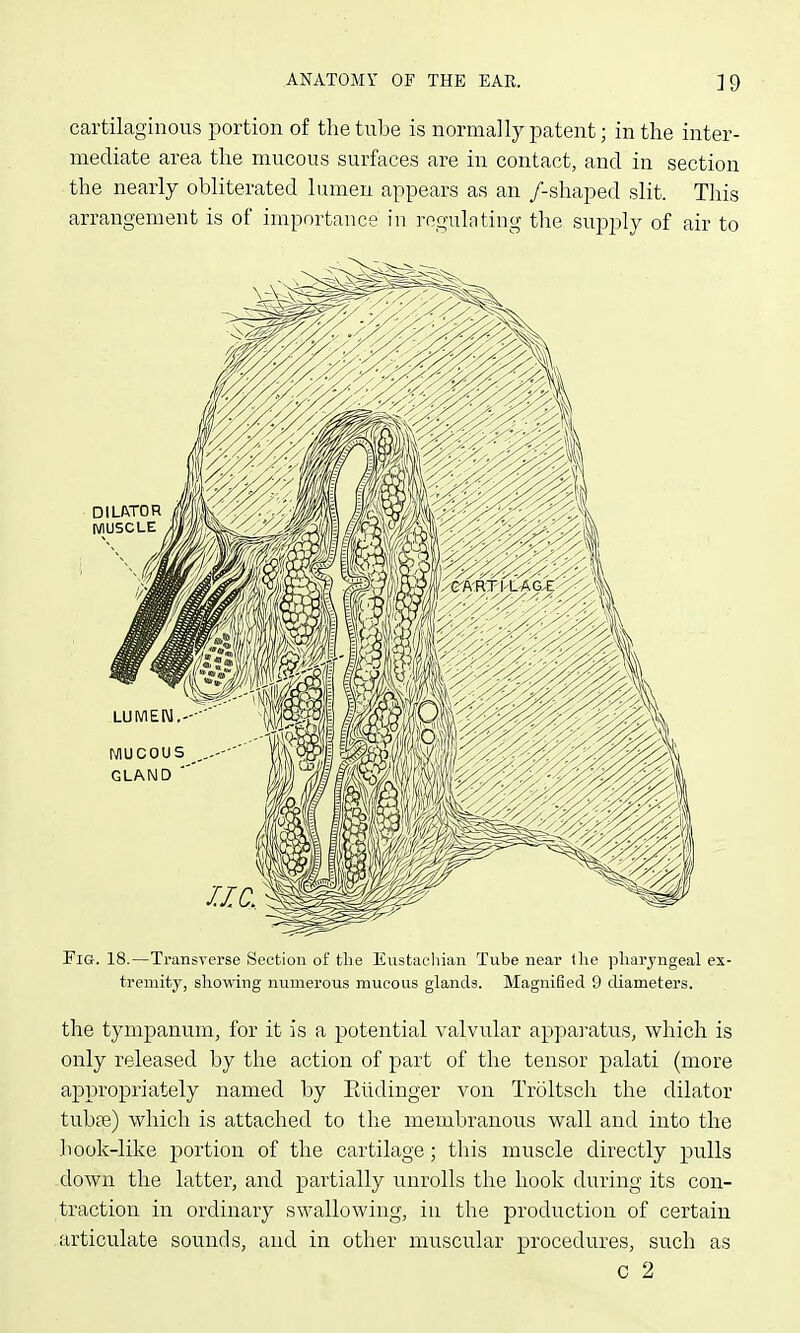 cartilaginous portion of the tube is normally patent; in the inter- mediate area the mucous surfaces are in contact, and in section the nearly obliterated lumen appears as an /-shaped slit. This arrangement is of importance in regulating tlie supply of air to Fig. 18.—Transverse Section of the Eustachian Tube near the pharyngeal ex- tremity, showing numerous mucous glands. Magnified 9 diameters. the tympanum, for it is a potential valvular apparatus, which is only released by the action of part of the tensor palati (more appropriately named by Eiidinger von Troltsch the dilator tubfe) which is attached to the membranous wall and into the ]iook-like portion of the cartilage; this muscle directly pulls .down the latter, and partially unrolls the hook during its con- traction in ordinary swallowing, in the production of certain .articulate sounds, and in other muscular procedures, such as c 2