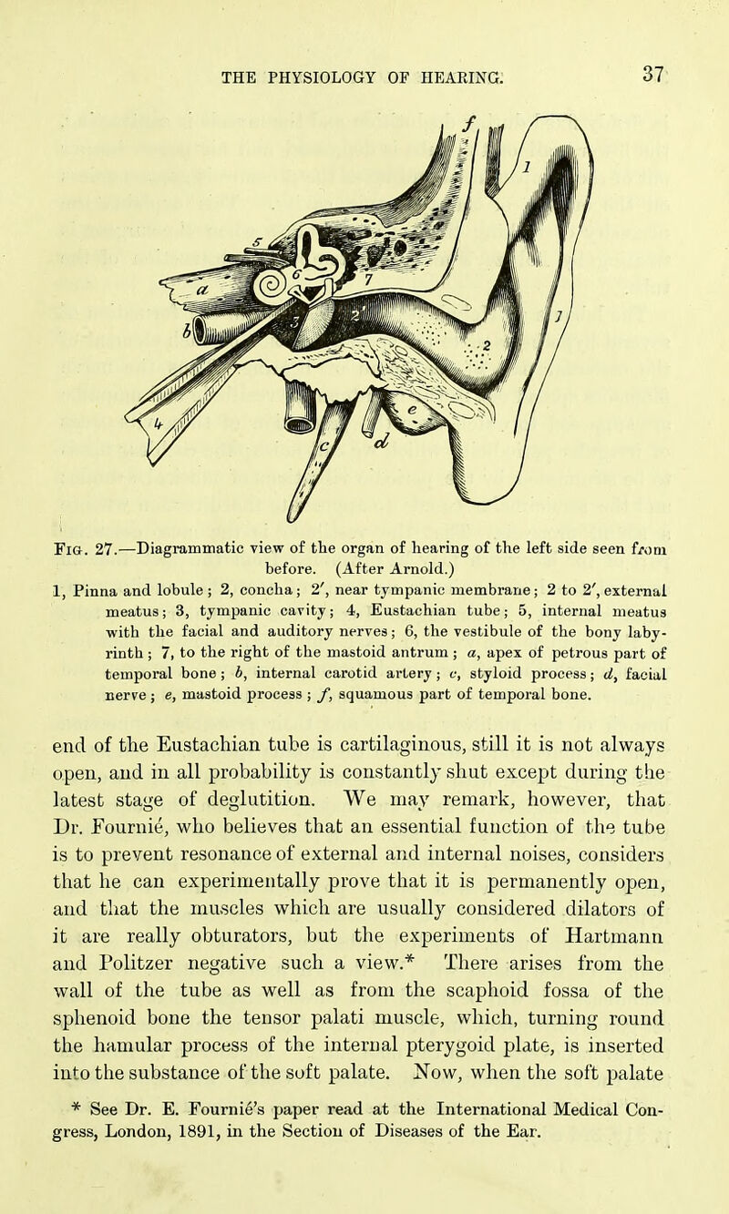 Fia. 27.—Diagramiiiatic view of the organ of hearing of the left side seen f/om before. (After Arnold.) 1, Pinna and lobule ; 2, concha; 2', near tympanic membrane; 2 to 2', external meatus; 3, tympanic cavity; 4, Eustachian tube; 5, internal meatus with the facial and auditory nerves; 6, the vestibule of the bony laby- rinth ; 7, to the right of the mastoid antrum ; a, apex of petrous part of temporal bone ; b, internal carotid artery ; c; styloid process; d, facial nerve ; e, mastoid process ; y, squamous part of temporal bone. end of the Eustachian tube is cartilaginous, still it is not always open, and in all probability is constantly shut except during the latest stage of deglutition. We may remark, however, that Dr. fournie, who believes that an essential function of the tube is to prevent resonance of external and internal noises, considers that he can experimentally prove that it is permanently open, and that the muscles which are usually considered dilators of it are really obturators, but the experiments of Hartmann and Politzer negative such a view.* There arises from the wall of the tube as well as from the scaphoid fossa of the sphenoid bone the tensor palati muscle, which, turning round the hamular process of the internal pterygoid plate, is inserted into the substance of the soft palate. Now, when the soft palate * See Dr. E. Fournie's paper read at the International Medical Con- gress, London, 1891, in the Section of Diseases of the Ear.