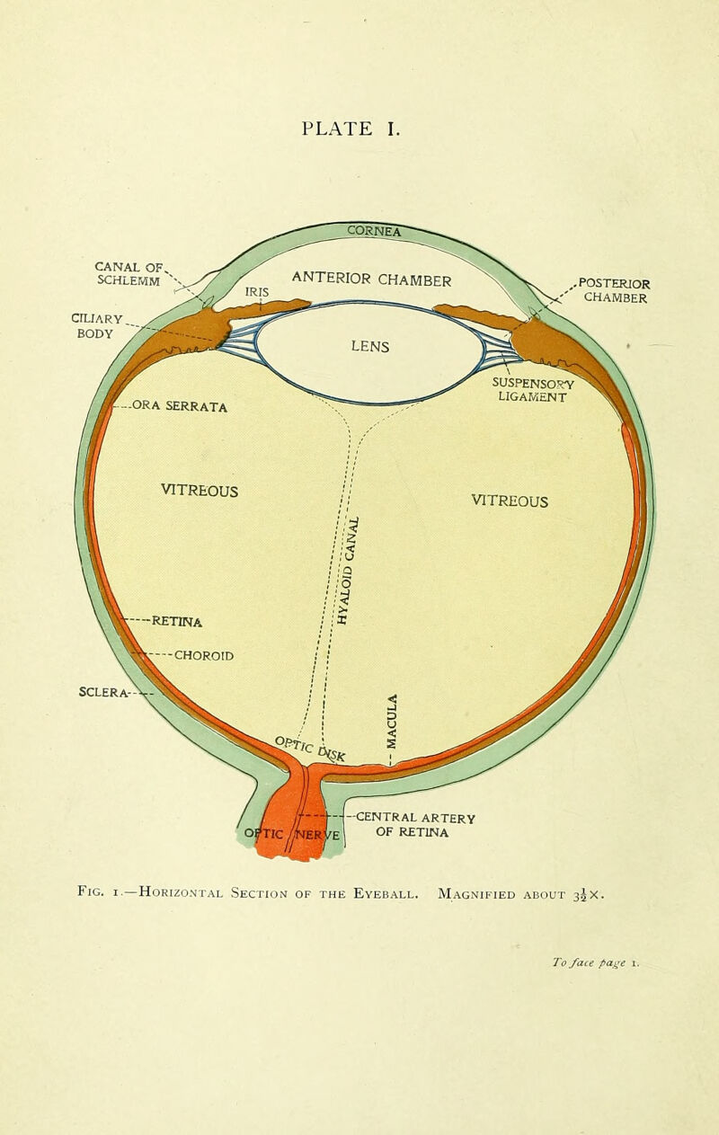 PLATE I. Fig. I.—Horizontal Section of the Eyeball. Magnified about To /ace pitf^e 1.