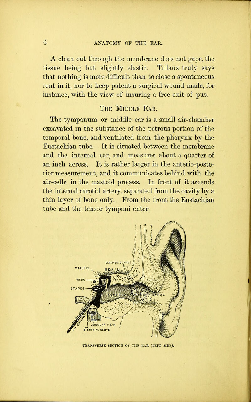 A clean cut through the membrane does not gape, the tissue being but slightly elastic. TiUaux truly says that nothing is more difficult than to close a spontaneous rent in it, nor to keep patent a surgical wound made, for instance, with the view of insuring a free exit of pus. The Middle Ear. The tympanum or middle ear is a small air-chamber excavated in the substance of the petrous portion of the temporal bone, and ventilated from the pharynx by the Eustachian tube. It is situated between the membrane and the internal ear, and measures about a quarter of an inch across. It is rather larger in the anterio-poste- rior measurement, and it communicates behind with the air-cells in the mastoid process. In front of it ascends the internal carotid artery, separated from the cavity by a thin layer of bone only. From the front the Eustachian tube and the tensor tympani enter. TRANSVEESK SECTION OF THE EAR (LEFT SIDE).