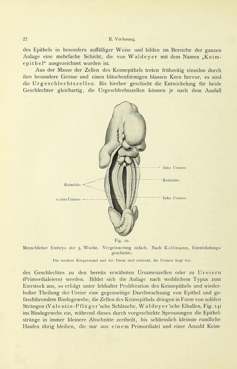 des Epithels in besonders auffälliger Weise und bilden im Bereiche der ganzen Anlage eine mehrfache Schicht, die von Waldeyer mit dem Namen „Keim- epithel ausgezeichnet worden ist. Aus der Masse der Zellen des Keimepithels treten frühzeitig einzelne durch ihre besondere Grösse und einen bläschenförmigen blassen Kern hervor, es sind die Urgeschlechtszellen. Bis hierher geschieht die Entwickelung für beide Geschlechter gleichartig, die Urgeschlechtszellen können je nach dem Ausfall Keimfalte -<C rechte Urniere — linke Urniere Keimfalte linke Urniere Menschlicher Embryo der 5. Woche. Vergrösserung iofach. Nach Kollmann, Entwickelungs- geschichte. Die vordere Körperwand und der Darm sind entfernt, die Urniere liegt frei. des Geschlechtes zu den bereits erwähnten Ursamenzellen oder zu Ureiern (Primordialeiern) werden. Bildet sich die Anlage nach weiblichem Typus zum Eierstock aus, so erfolgt unter lebhafter Proliferation des Keimepithels und wieder- holter Theilung der Ureier eine gegenseitige Durchwachsung von Epithel und ge- fässführendem Bindegewebe, die Zellen des Keimepithels dringen in Form von soliden Strängen (Valentin-Pflüger'sehe Schläuche, Wald eye r'sche Eiballen, Fig. 14) ins Bindegewebe ein, während dieses durch vorgeschickte Sprossungen die Epithel- stränge in immer kleinere Abschnitte zertheilt, bis schliesslich kleinste rundliche Haufen übrig bleiben, die nur aus einem Primordialei und einer Anzahl Keim-