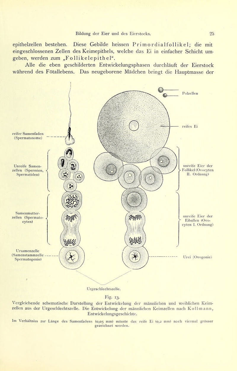 epithelzellen bestehen. Diese Gebilde heissen Primordialfollikel; die mit eingeschlossenen Zellen des Keimepithels, welche das Ei in einfacher Schicht um- geben, werden zum „Follikelepithel. Alle die eben geschilderten Entwickelungsphasen durchläuft der Eierstock während des Fötallebens. Das neugeborene Mädchen bringt die Hauptmasse der reifer Samenfaden (Spermatosome) Unreife Samen- zellen (Spermien, ■{ Spermatiden) Samenmutter- zellen (Spermato- < cyten) Ursamenzelle (Samenstammzelle Spermatogenie) Polzellen reifes Ei unreife Eier der > Follikel (Ovocyten II. Ordnung) unreife Eier der Eiballen (Ovo- cyten I. Ordnung) Urei (Ovogonie) Urgeschlechtszelle. Fig. 13. Vergleichende schematische Darstellung der Entwickelung der männlichen und weiblichen Keim- zellen aus der Urgeschlechtszelle. Die Entwickelung der männlichen Keimzellen nach Kollmann, Entwickelunsrsgesehichte. Im Verhältniss zur Länge des Samenfadens (0,05 mm) müsste das reife Ei gezeichnet werden. noch viermal grösser