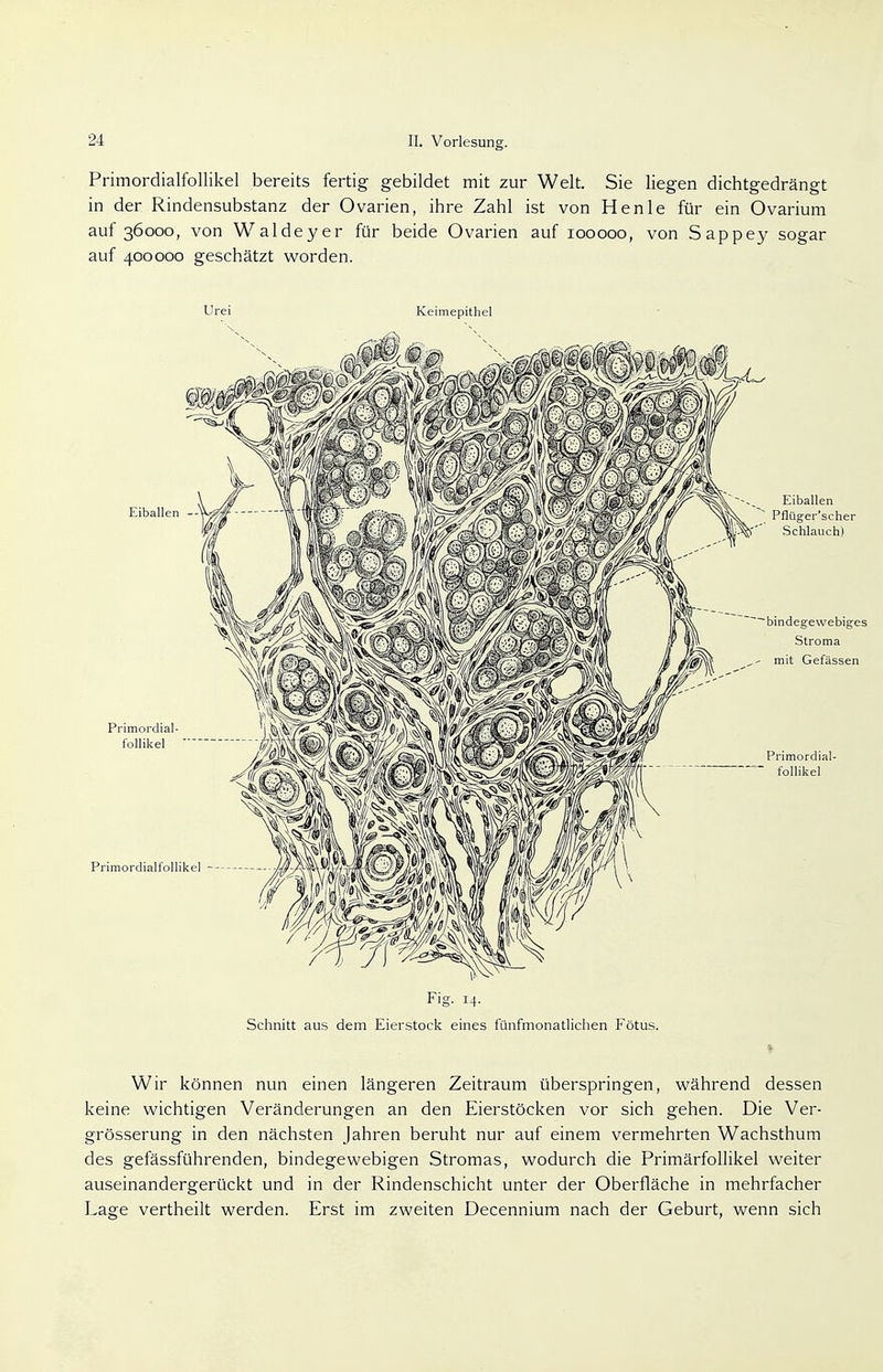Primordialfollikel bereits fertig gebildet mit zur Welt. Sie liegen dichtgedrängt in der Rindensubstanz der Ovarien, ihre Zahl ist von Henle für ein Ovarium auf 36000, von Waldeyer für beide Ovarien auf 100000, von Sappey sogar auf 400000 geschätzt worden. Urei Keimepithel Fig. 14. Schnitt aus dem Eierstock eines fünfmonatlichen Fötus. Wir können nun einen längeren Zeitraum überspringen, während dessen keine wichtigen Veränderungen an den Eierstöcken vor sich gehen. Die Ver- grösserung in den nächsten Jahren beruht nur auf einem vermehrten Wachsthum des gefässführenden, bindegewebigen Stromas, wodurch die Primärfollikel weiter auseinandergerückt und in der Rindenschicht unter der Oberfläche in mehrfacher Lage vertheilt werden. Erst im zweiten Decennium nach der Geburt, wenn sich