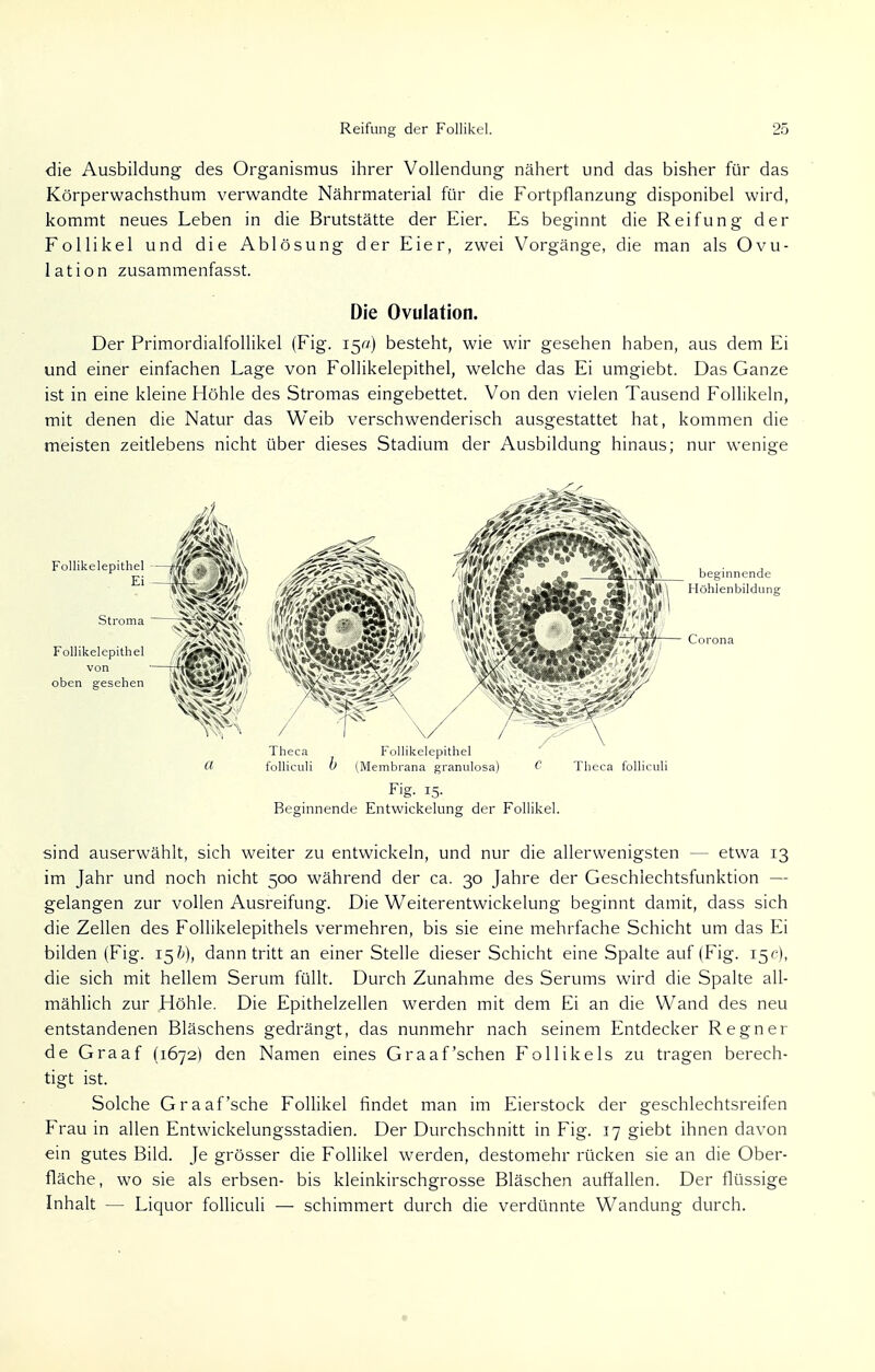 die Ausbildung des Organismus ihrer Vollendung nähert und das bisher für das Körperwachsthum verwandte Nährmaterial für die Fortpflanzung disponibel wird, kommt neues Leben in die Brutstätte der Eier. Es beginnt die Reifung der Follikel und die Ablösung der Eier, zwei Vorgänge, die man als Ovu- lation zusammenfasst. Die Ovulation. Der Primordialfollikel (Fig. 15a) besteht, wie wir gesehen haben, aus dem Ei und einer einfachen Lage von Follikelepithel, welche das Ei umgiebt. Das Ganze ist in eine kleine Höhle des Stromas eingebettet. Von den vielen Tausend Follikeln, mit denen die Natur das Weib verschwenderisch ausgestattet hat, kommen die meisten zeitlebens nicht über dieses Stadium der Ausbildung hinaus; nur wenige Theca Follikelepithel tt folliculi 0 (Membrana granulosa) G Theca folliculi Fig. 15. Beginnende Entwickelung der Follikel. sind auserwählt, sich weiter zu entwickeln, und nur die allerwenigsten — etwa 13 im Jahr und noch nicht 500 während der ca. 30 Jahre der Geschiechtsfunktion — gelangen zur vollen Ausreifung. Die Weiterentwickelung beginnt damit, dass sich die Zellen des Follikelepithels vermehren, bis sie eine mehrfache Schicht um das Ei bilden (Fig. 15&), dann tritt an einer Stelle dieser Schicht eine Spalte auf (Fig. 15c), die sich mit hellem Serum füllt. Durch Zunahme des Serums wird die Spalte all- mählich zur Höhle. Die Epithelzellen werden mit dem Ei an die Wand des neu entstandenen Bläschens gedrängt, das nunmehr nach seinem Entdecker Regner de Graaf (1672) den Namen eines Graafschen Follikels zu tragen berech- tigt ist. Solche Graafsche Follikel findet man im Eierstock der geschlechtsreifen Frau in allen Entwickelungsstadien. Der Durchschnitt in Fig. 17 giebt ihnen davon ein gutes Bild. Je grösser die Follikel werden, destomehr rücken sie an die Ober- fläche, wo sie als erbsen- bis kleinkirschgrosse Bläschen auffallen. Der flüssige Inhalt — Liquor folliculi — schimmert durch die verdünnte Wandung durch.