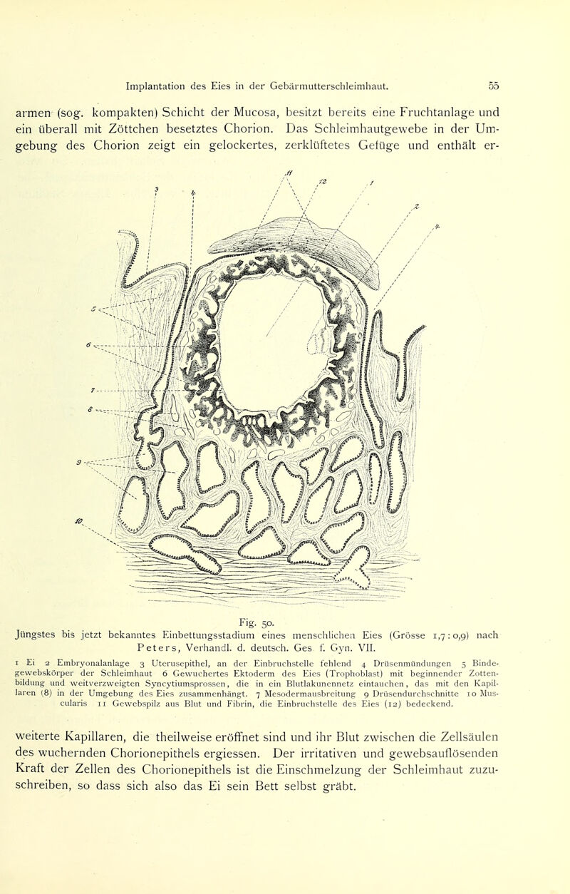 armen (sog. kompakten) Schicht der Mucosa, besitzt bereits eine Fruchtanlage und ein überall mit Zöttchen besetztes Chorion. Das Schleimhautgewebe in der Um- gebung des Chorion zeigt ein gelockertes, zerklüftetes Geiüge und enthält er- Fig. 50. Jüngstes bis jetzt bekanntes Einbettungsstadiuni eines menschlichen Eies (Grösse 1,7:0,9) nach Peters, Verhandl. d. deutsch. Ges f. Gyn. VII. 1 Ei 2 Embryonalanlage 3 Uterusepithel, an der Einbruchstelle fehlend 4 Drüsenmündungen 5 Binde- gevvebskörper der Schleimhaut 6 Gewuchertes Ektoderm des Eies (Trophoblast) mit beginnender Zotten- bildung und weitverzweigten Syncytiumsprossen, die in ein Blutlakunennetz eintauchen, das mit den Kapil- laren (8) in der Umgebung des Eies zusammenhängt. 7 Mesodermausbreitung 9 Drüsendurchschnitte 10 Mus- cularis 11 Gewebspilz aus Blut und Fibrin, die Einbruchsteile des Eies (12) bedeckend. weiterte Kapillaren, die theilweise eröffnet sind und ihr Blut zwischen die Zellsäulen des wuchernden Chorionepithels ergiessen. Der irritativen und gewebsauflösenden Kraft der Zellen des Chorionepithels ist die Einschmelzung der Schleimhaut zuzu- schreiben, so dass sich also das Ei sein Bett selbst gräbt.