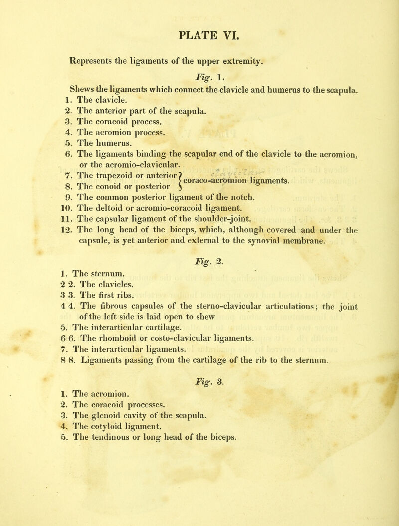 Represents the ligaments of the upper extremity. Fig. 1. Shews the ligaments which connect the clavicle and humerus to the scapula. 1. The clavicle. 2. The anterior part of the scapula. 3. The coracoid process. 4. The acromion process. 5. The humerus. 6. The ligaments binding the scapular end of the clavicle to the acromion, or the acromio-clavicular. 7. The trapezoid or anterior? . • r.. J . > coraco-acromion ligaments. 8. The conoid or posterior 3 9. The common posterior ligament of the notch. 10. The deltoid or acromio-coracoid ligament. 11. The capsular ligament of the shoulder-joint. 12. The long head of the biceps, which, although covered and under the capsule, is yet anterior and external to the synovial membrane. Fig. 2. 1. The sternum. 2 2. The clavicles. 3 3. The first ribs. 4 4. The fibrous capsules of the sterno-clavicular articulations; the joint of the left side is laid open to shew 5. The interarticular cartilage. 6 6. The rhomboid or costo-clavicular ligaments. 7. The interarticular ligaments. 8 8. Ligaments passing from the cartilage of the rib to the sternum. Fig. 3. 1. The acromion. 2. The coracoid processes. 3. The glenoid cavity of the scapula. 4. The cotyloid ligament. 5. The tendinous or long head of the biceps.
