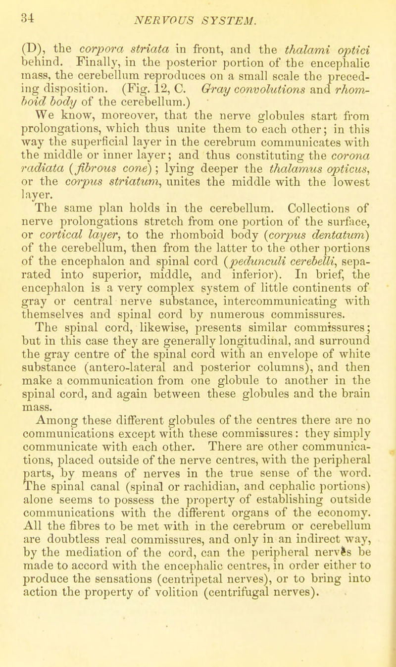 (D), the corpora striata in front, and the thalami optici behind. Finally, in the posterior portion of the encephalic mass, the cerebellum reproduces on a small scale the preced- ing disposition. (Fig. 12, C. Gray convolutions and rhom- boid body of the cerebellum.) We know, moreover, that the nerve globules start from prolongations, which thus unite them to each other; in this way the superficial layer in the cerebrum communicates with the middle or inner layer; and thus constituting the corona radiata {fibrous cone) ; lying deeper the thalamus opticus, or the corpus striatum, unites the middle with the lowest layer. The same plan holds in the cerebellum. Collections of nerve prolongations stretch from one portion of the surface, or cortical layer, to the rhomboid body (counts dentatum) of the cerebellum, then from the latter to the other portions of the encephalon and spinal cord (peduticidi cerebelli, sepa- rated into superior, middle, and inferior). In brief, the encephalon is a very complex system of little continents of gray or central nerve substance, intercommunicating with themselves and spinal cord by numerous commissures. The spinal cord, likewise, presents similar commissures; but in this case they are generally longitudinal, and surround the gray centre of the spinal cord with an envelope of white substance (antero-lateral and posterior columns), and then make a communication from one globule to another in the spinal cord, and again between these globules and the brain mass. Among these different globules of the centres there are no communications except with these commissures: they simply communicate with each other. There are other communica- tions, placed outside of the nerve centres, with the peripheral parts, by means of nerves in the true sense of the word. The spinal canal (spinal or rachidian, and cephalic portions) alone seems to possess the property of establishing outside communications with the different organs of the economy. All the fibres to be met with in the cerebrum or cerebellum are doubtless real commissures, and only in an indirect way, by the mediation of the cord, can the peripheral nervfcs be made to accord with the encephalic centres, in order either to produce the sensations (centripetal nerves), or to bring into action the property of volition (centrifugal nerves).