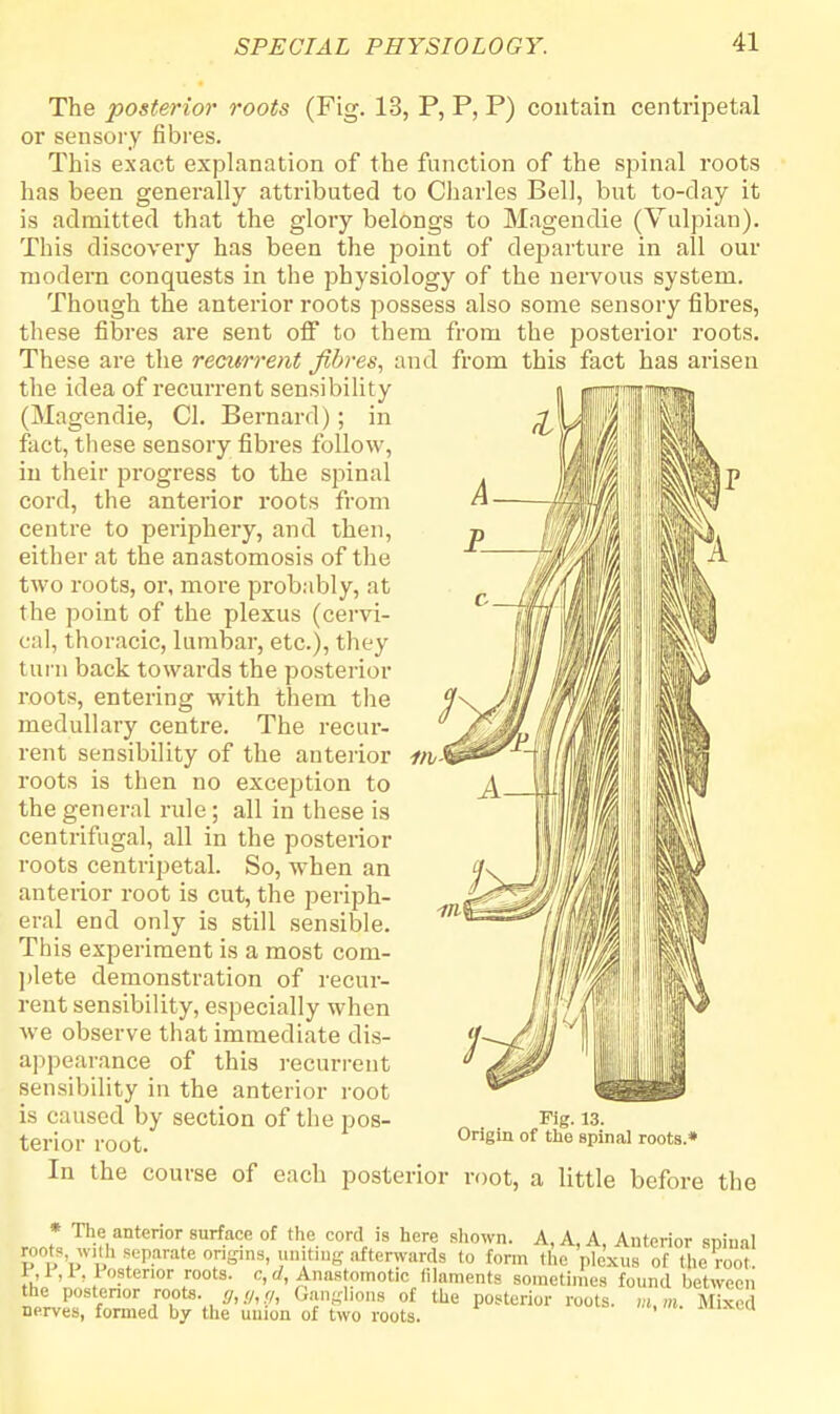 The posterior roots (Fig. 13, P, P, P) contain centripetal or sensory fibres. This exact explanation of the function of the spinal roots has been generally attributed to Charles Bell, but to-day it is admitted that the glory belongs to Magendie (Vulpian). This discovery has been the point of departure in all our modern conquests in the physiology of the nervous system. Though the anterior roots possess also some sensory fibres, these fibres are sent off to them from the posterior roots. These are the recurrent fibres, and from this fact has arisen the idea of recurrent sensibility (Magendie, CI. Bernard) ; in fact, these sensory fibres follow, in their progress to the spinal cord, the anterior roots from centre to periphery, and then, either at the anastomosis of the two roots, or, more probably, at the point of the plexus (cervi- cal, thoracic, lumbar, etc.), they l urn back towards the posterior roots, entering with them the medullary centre. The recur- rent sensibility of the anterior roots is then no exception to the general rule; all in these is centrifugal, all in the posterior roots centripetal. So, when an anterior root is cut, the periph- eral end only is still sensible. This experiment is a most com- plete demonstration of recur- rent sensibility, especially when we observe that immediate dis- appearance of this recurrent sensibility in the anterior root is caused by section of the pos- terior root. In the course of each posterior root, a little before the Hi* Fig. 13. Origin of the spinal roots.* ,„„, The antenor surface of the cord is here shown. A, A, A, Anterior spinal roots with separate origins, uniting afterwards to form the plexus of the root. F,P,F, Posterior roots, c, d, Anastomotic filaments sometimes found between the posterior roots. g,g,,,, Ganglions of the posterior roots. m,m. Mixed nerves, formed by the union of two roots. mixed