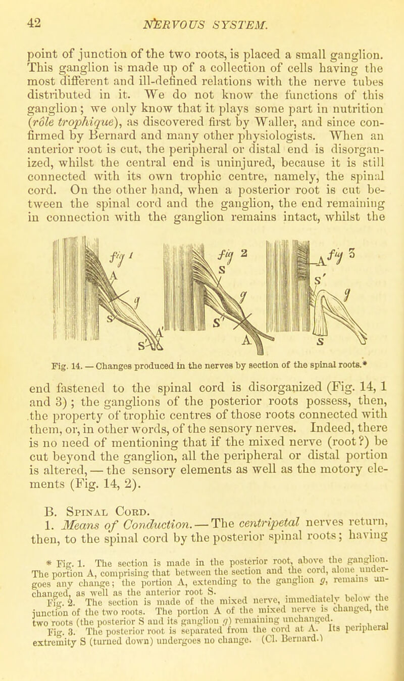 point of junction of the two roots, is placed a small ganglion. This ganglion is made up of a collection of cells having the most different and ill-defined relations with the nerve tuhes distiibuted in it. We do not know the functions of this ganglion ; we only know that it plays some part in nutrition (role trophique), as discovered first by Waller, and since con- firmed by Bernard and many other physiologists. When an anterior root is cut, the peripheral or distal end is disorgan- ized, whilst the central end is uninjured, because it is still connected with its own trophic centre, namely, the spinal cord. On the other hand, when a posterior root is cut be- tween the spinal cord and the ganglion, the end remaining in connection with the ganglion remains intact, whilst the Fig. 14. — Changes produced in the nerves by section of the spinal roots. end fastened to the spinal cord is disorganized (Fig. 14, 1 and 3) ; the ganglions of the posterior roots possess, then, .the property of trophic centres of those roots connected with them, or, in other words, of the sensory nerves. Indeed, there is no need of mentioning that if the mixed nerve (root?) be cut beyond the ganglion, all the peripheral or distal portion is altered, — the sensory elements as well as the motory ele- ments (Fig. 14, 2). B. Spinal Cord. 1. Means of Conduction. —The centripetal nerves return, then, to the spinal cord by the posterior spinal roots; having * Fig. 1. The section is made in the posterior root, above the ganglion. The portion A, comprising that between the section and the cord, alone.under- goes any change; the portion A, extending to the ganglion g, remains un- changed, as well as the anterior root S. . , Fig. 2. The section is made of the mixed nerve, immediately belo\> the iunction of the two roots. The portion A of the mixed nerve IS changed, the two roots (the posterior S and its ganglion g) remaining unchanged. , Fig. 3. The posterior root is separated from the cord at A. Its peripheral extremity S (turned down) undergoes no change. (CI. Bernard.)