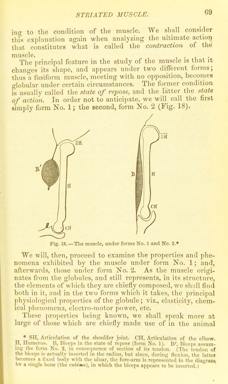 ing to the condition of the muscle. We shall consider tins explanation aijain when analyzing the ultimate action that constitutes what is called the contraction of the muscle. i • i The principal feature in the study of the muscle is that it changes its shape, and appears under two different forms; thus a fusiform muscle, meeting with no opposition, becomes globular under certain circumstances. The former condition is usually called the state of repose, and the latter the state of action. In order not to anticipate, we will call tlio first simply form No. 1; the second, form No. 2 (Fig. 18). We will, then, proceed to examine the properties and phe- nomena exhibited by the muscle under form No. 1; and, afterwards, those under form No. 2. As the muscle origi- nates from the globules, and still represents, in its structure, the elements of which they are chiefly composed, we shall find both in it, and in the two forms which it takes, the principal physiological properties of the globule; viz., elasticity, chem- ical phenomena, electro-motor power, etc. These properties being known, we shall speak more at large of those which are chiefly made use of in the animal * SH, Articulation of the shoulder joint. CIT, Articulation of the elbow. H, Humerus. 1!, Biceps in the state of repose (form No. 1). B', Biceps assum- ing the form No. 2, in consequence of section of its tendon. (The tendon of the biceps is actually inserted in the radius, but since, during flexion, the latter becomes n Hxcd body with the ulnar, the fore-arm is represented in the diagram, bv a single bone (the cubitus), in which the biceps appears to be inserted.) Fig. 18. —The muscle, under forms No. 1 and No. 2.*