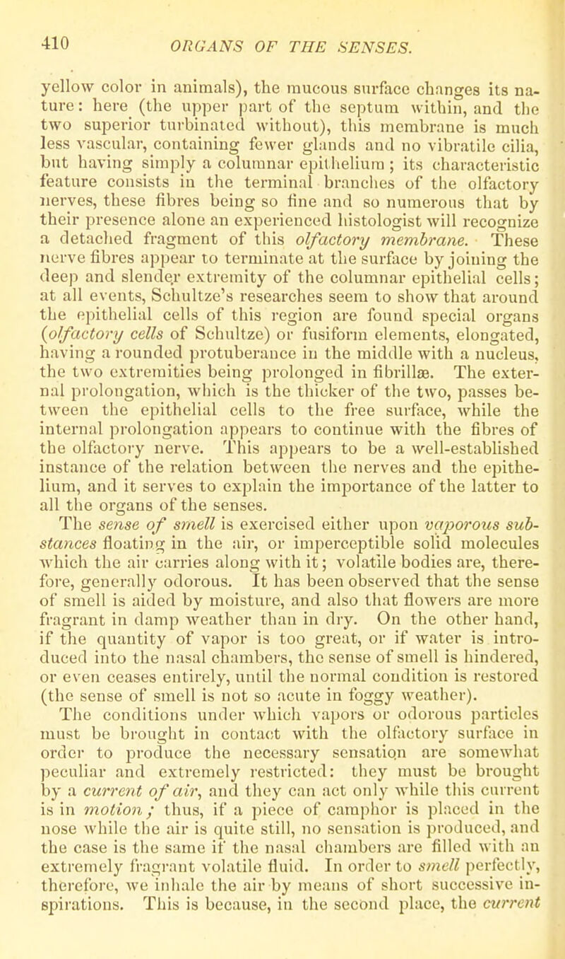 yellow color in animals), the mucous surface changes its na- ture : here (the upper part of the septum within, and the two superior turbinated without), this membrane is much less vascular, containing fewer glands and no vibratile cilia, but having simply a columnar epithelium ; its characteristic feature consists in the terminal branches of the olfactory nerves, these fibres being so fine and so numerous that by their presence alone an experienced histologist will recognize a detached fragment of this olfactory membrane. These nerve fibres appear to terminate at the surface by joining the deep and slender extremity of the columnar epithelial cells; at all events, Schultze's researches seem to show that around the epithelial cells of this region are found special organs {olfactory cells of Schultze) or fusiform elements, elongated, having a rounded protuberance in the middle with a nucleus, the two extremities being prolonged in fibrillae. The exter- nal prolongation, which is the thicker of the two, passes be- tween the epithelial cells to the free surface, while the internal prolongation appears to continue with the fibres of the olfactory nerve. This appears to be a well-established instance of the relation between the nerves and the epithe- lium, and it serves to explain the importance of the latter to all the organs of the senses. The sense of smell is exercised either upon vaporous sub- stances floating in the air, or imperceptible solid molecules which the air carries along with it; volatile bodies are, there- fore, generally odorous. It has been observed that the sense of smell is aided by moisture, and also that flowers are more fragrant in damp weather than in dry. On the other hand, if the quantity of vapor is too great, or if water is intro- duced into the nasal chambers, the sense of smell is hindered, or even ceases entirely, until the normal condition is restored (the sense of smell is not so acute in foggy weather). The conditions under which vapors or odorous particles must be brought in contact with the olfactory surface in order to produce the necessary sensatiqn are somewhat peculiar and extremely restricted: they must be brought by a current of air, and they can act only while this current is in motion; thus, if a piece of camphor is placed in the nose while the air is quite still, no sensation is produced, and the case is the same it' the nasal chambers are filled with an extremely fragrant volatile fluid. In order to smell perfectly, therefore, Ave inhale the air by means of short successive in- spirations. This is because, in the second place, the current