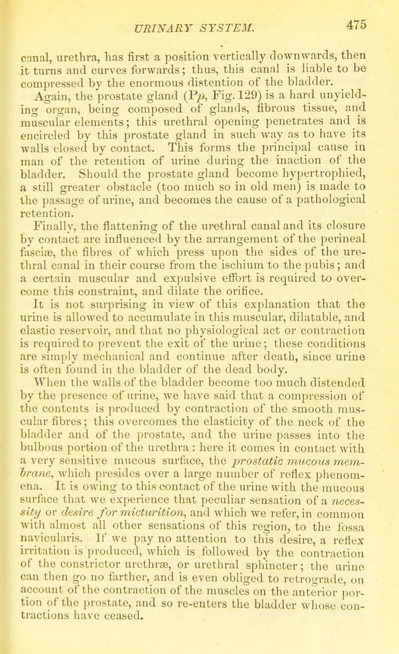 cnn.il, urethra, lias first a position vertically downwards, then it turns and curves forwards; thus, this canal is liable to be compressed by the enormous distention of the bladder. Again, the prostate gland (Pp, Fig. 129) is a hard unyield- ing oigan, being composed of glands, fibrous tissue, and muscular elements; this urethral opening penetrates and is encircled by this prostate gland in such way as to have its walls closed by contact. This forms the principal cause in man of the retention of urine daring the inaction of the bladder. Should the prostate gland become hypertrophied, a still greater obstacle (too much so in old men) is made to the passage of urine, and becomes the cause of a pathological retention. Finally, the flattening of the urethral canal and its closure by contact are influenced by the arrangement of the perineal fasciae, the fibres of which press upon the sides of the ure- thral canal in their course from the ischium to the pubis; and a certain muscular and expulsive effort is required to over- come this constraint, and dilate the orifice. It is not surprising in view of this exjdanation that the urine is allowed to accumulate in this muscular, dilatable, and elastic reservoir, and that no physiological act or contraction is required to prevent the exit of the urine; these conditions are simply mechanical and continue after death, since urine is often found in the bladder of the dead body. When the walls of the bladder become too much distended by the presence of urine, we have said that a compression of the contents is produced by contraction of the smooth mus- cular fibres; this overcomes the elasticity of the neck of the bladder and of the prostate, and the urine passes into the bulbous portion of the urethra : here it comes in contact with a very sensitive mucous surface, the prostatic mucous mem- brane, which presides over a large number of reflex phenom- ena. It is owing to this contact of the urine with the mucous surface that we experience that peculiar sensation of a neces- sity or desire for micturition, and which we refer, in common with almost all other sensations of this region, to the fossa nayicularis. If we pay no attention to this desire, a reflex irritation is produced, which is followed by the contraction of the constrictor urethra?, or urethral sphincter; the urine can then go no farther, and is even obliged to retrograde, on account of the contraction of the muscles on the anterior por- tion of the prostate, and so re-enters the bladder whose con- tractions have ceased.