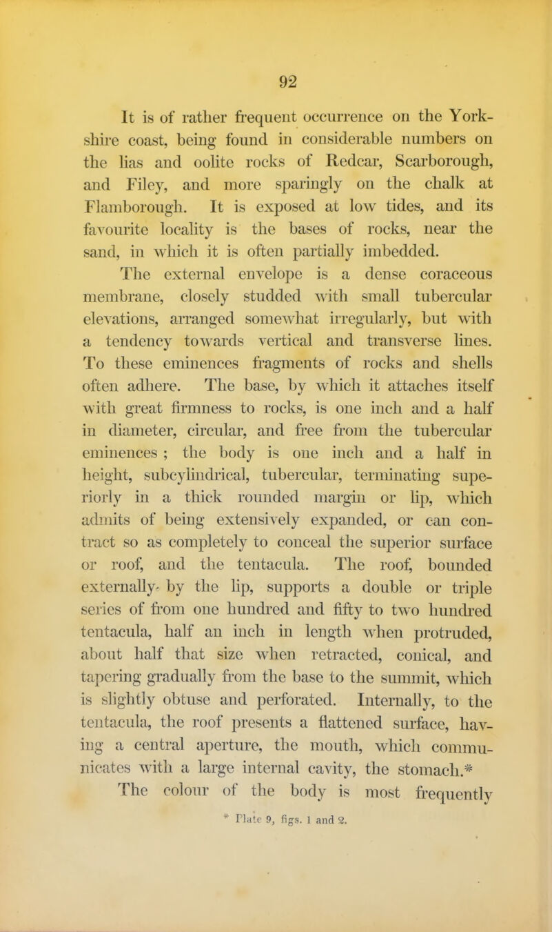 It is of rather fi'equent occurrence on the York- shire coast, being found in considerable numbers on the has and oohte rocks of Redcar, Scarborough, and Filey, and more sparingly on the chalk at Flamborough. It is exposed at low tides, and its favourite locality is the bases of rocks, near the sand, in which it is often partially imbedded. The external envelope is a dense coraceous membrane, closely studded with small tubercular elevations, arranged somewhat irregularly, but with a tendency towards vertical and transverse lines. To these eminences fragments of rocks and shells often adhere. The base, by which it attaches itself with great firmness to rocks, is one inch and a half in diameter, circular, and free from the tubercular eminences ; the body is one inch and a half in height, subcylindrical, tubercular, terminating supe- riorly in a thick rounded margin or lip, which admits of being extensively expanded, or can con- tract so as completely to conceal the superior surface or roof, and the tentacula. The roof, bounded externally- by the lip, supports a double or triple series of fr'om one hundred and fifty to two hundred tentacula, half an inch in length when protruded, about half that size when retracted, conical, and tapering gradually from the base to the summit, which is shghtly obtuse and perforated. Internally, to the tentacula, the roof presents a flattened surface, hav- ing a central aperture, the mouth, which commu- nicates with a large internal cavity, the stomach.* The colour of the body is most frequently * Plate 9, figs. 1 and 2.