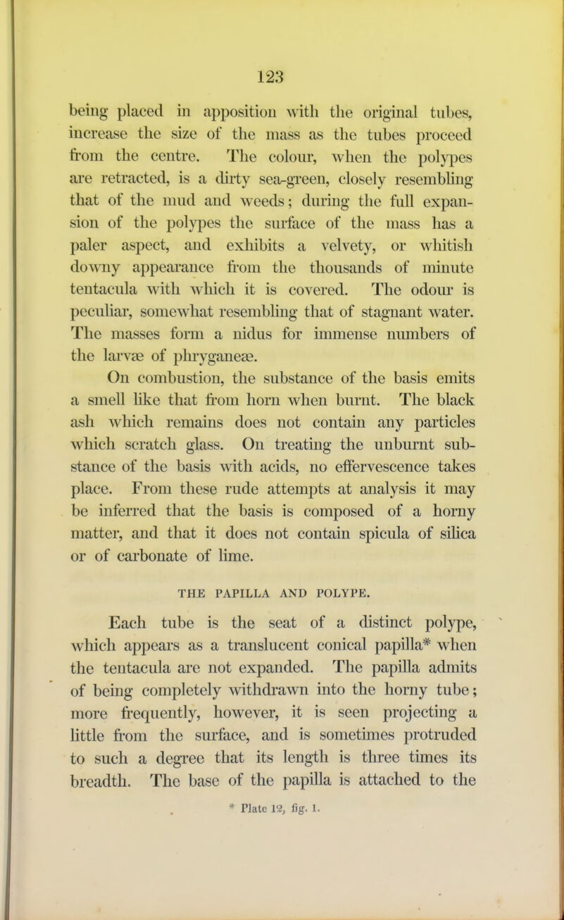 being placed in apposition with tlie original tnbes, increase the size of the mass as the tubes proceed from the centre. The colour, when the polypes are retracted, is a dirty sea-green, closely resembling that of the mud and weeds; during the full expan- sion of the polypes the surface of the mass has a paler aspect, and exhibits a velvety, or whitish downy appearance from the thousands of minute tentacula with which it is covered. The odour is peculiar, somewhat resembling that of stagnant water. The masses form a nidus for immense numbers of the larvae of pliryganeae. On combustion, the substance of the basis emits a smell like that from horn when burnt. The black ash which remains does not contain any particles which scratch glass. On treating the unburnt sub- stance of the basis with acids, no effervescence takes place. From these rude attempts at analysis it may be inferred that the basis is composed of a horny matter, and that it does not contain spicula of silica or of carbonate of lime. THE PAPILLA AND POLYPE. Each tube is the seat of a distinct polype, which appears as a translucent conical papilla* when the tentacula are not expanded. The papilla admits of being completely withdrawn into the horny tube; more frequently, however, it is seen projecting a little fi'om the surface, and is sometimes protruded to such a degree that its length is three times its breadth. The base of the papilla is attached to the