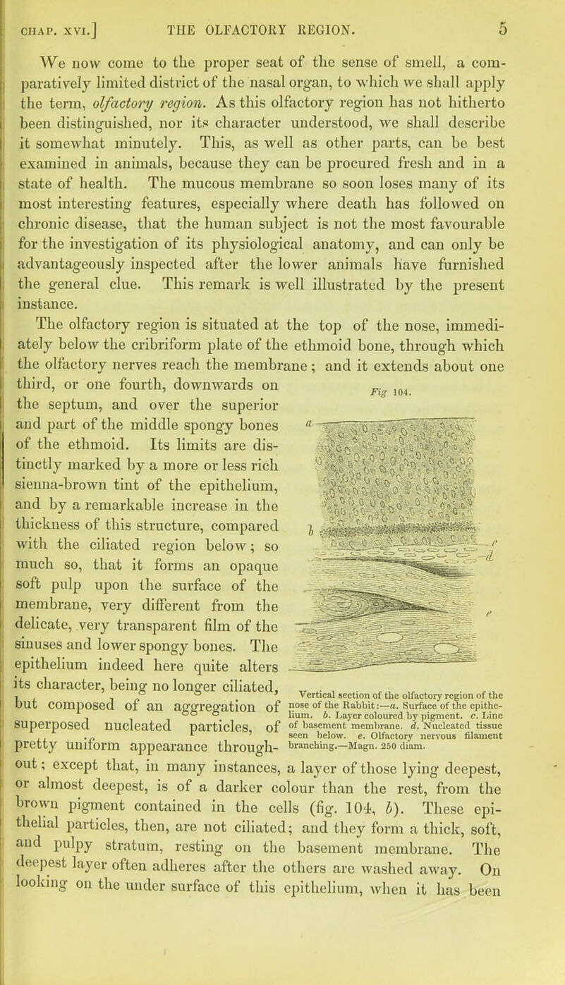 We now come to the proper seat of the sense of smell, a com- paratively limited district of the nasal organ, to which we shall apply the term, olfactory region. As this olfactory region has not hitherto been distinguished, nor its character understood, we shall describe it somewhat minutely. This, as well as other parts, can be best examined in animals, because they can be procured fresh and in a state of health. The mucous membrane so soon loses many of its most interesting features, especially where death has followed on chronic disease, that the human subject is not the most favourable for the investigation of its physiological anatomy, and can only be advantageously inspected after the lower animals have furnished the general clue. This remark is well illustrated by the present instance. The olfactory region is situated at the top of the nose, immedi- ately below the cribriform plate of the ethmoid bone, through which the olfactory nerves reach the membrane; and it extends about one third, or one fourth, downwards on „. rXg 104. the septum, and over the superior and part of the middle spongy bones '^-^ .r'j^ r F?'^^^'^'^'^'- ' of the ethmoid. Its limits are dis- ^vy tinctly marked by a more or less rich sienna-brown tint of the epithelium, - and by a remarkable increase in the ^^lu ^i^t^o > - .^'o'; ^ thickness of this structure, compared with the ciliated region below; so much so, that it forms an opaque soft pulp upon the surface of the membrane, very different from the delicate, very transparent film of the '7^'^^^^,^. ■ sinuses and lower spongy bones. The ' - ~-PI'S epithelium indeed here quite alters -—^as-ia--^----'^^^ its character, being no longer ciliated, „ . . , 1 . Vertical section of the olfactory region of the out composed of an aSfSfreffation of •^oseofheRablnt:—a. surface of the epithe- - °° °_ lium. S. Laj'cr coloured by pigment, c. Line superposed, nucleated particles of °^ basement membrane, d. Nucleated tissue .„ ' seen below, e. Olfactory nervous filament pretty uniiorm appearance through- branching.—Magn. 250 diam. out; except that, in many instances, a layer of those lying deepest, or almost deepest, is of a darker colour than the rest, from the brown pigment contained in the cells (fig. 104, I). These epi- thelial particles, then, are not ciliated; and they form a thick, soft, and pulpy stratum, resting on the basement membrane. The deepest layer often adheres after the others are washed away. On looking on the under surface of this epithelium, when it has been