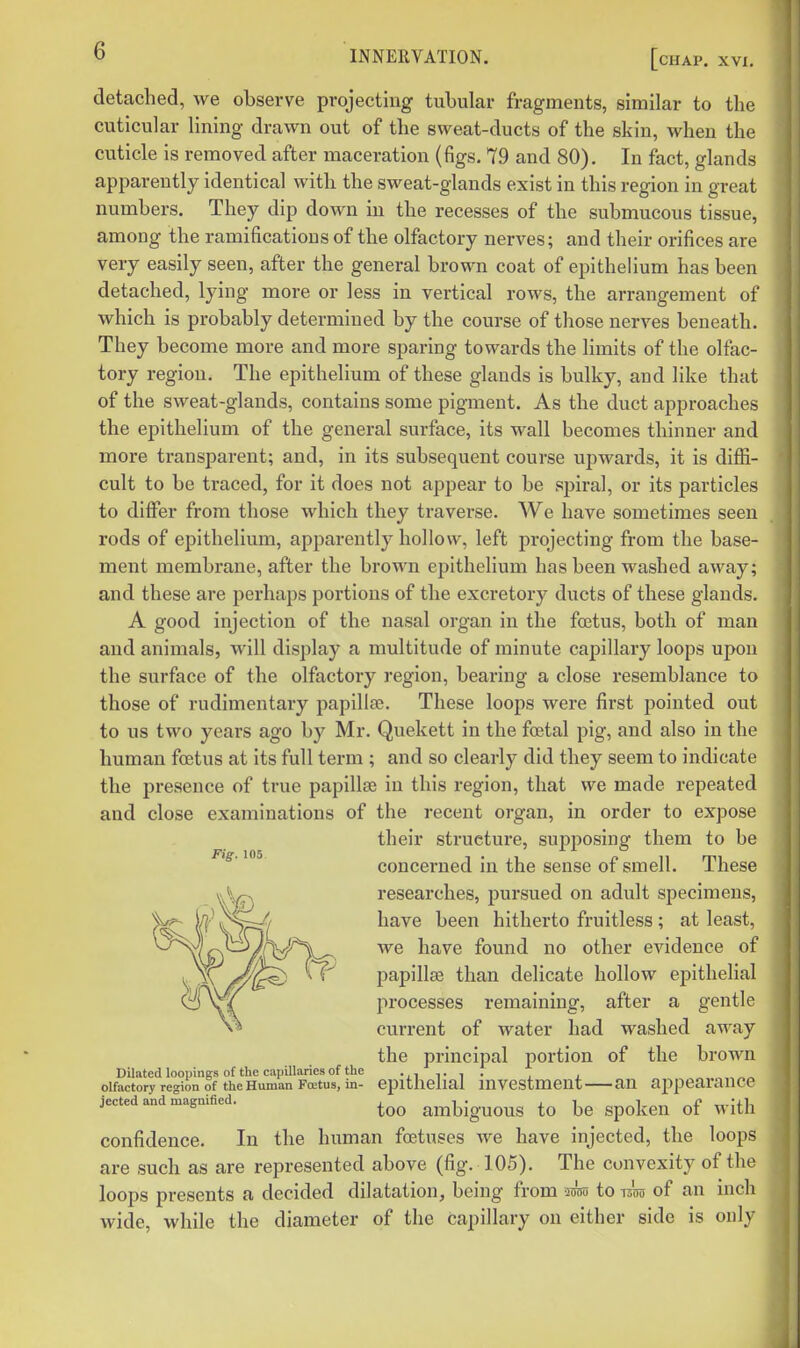 detached, we observe projecting tubular fragments, similar to the cuticular lining drawn out of the sweat-ducts of the skin, when the cuticle is removed after maceration (figs. 79 and 80). In fact, glands apparently identical with the sweat-glands exist in this region in great numbers. They dip down in the recesses of the submucous tissue, among the ramifications of the olfactory nerves; and their orifices are very easily seen, after the general brown coat of epithelium has been detached, lying more or less in vertical rows, the arrangement of which is probably determined by the course of those nerves beneath. They become more and more sparing towards the limits of the olfac- tory region. The epithelium of these glands is bulky, and like that of the sweat-glands, contains some pigment. As the duct approaches the epithelium of the general surface, its wall becomes thinner and more transparent; and, in its subsequent course upwards, it is diffi- cult to be traced, for it does not appear to be sjjiral, or its particles to differ from those which they traverse. We have sometimes seen rods of epithelium, apparently hollow, left projecting from the base- ment membrane, after the brown epithelium has been washed away; and these are perhaps portions of the excretory ducts of these glands. A good injection of the nasal organ in the foetus, both of man and animals, will display a multitude of minute capillary loops upon the surface of the olfactory region, bearing a close resemblance to those of rudimentary papillae. These loops were first pointed out to us two years ago by Mr. Quekett in the foetal pig, and also in the human foetus at its full term ; and so clearly did they seem to indicate the presence of true papillaj in this region, that we made repeated and close examinations of the recent organ, in order to expose their structure, supposing them to be concerned in the sense of smell. These researches, pursued on adult specimens, have been hitherto fruitless; at least, we have found no other evidence of papillae than delicate hollow epithelial processes remaining, after a gentle current of water had washed away the principal portion of the brown epithelial investment—an appearance too ambiguous to be spoken of with confidence. In the human foetuses we have injected, the loops are such as are represented above (fig. 105). The convexity of the loops presents a decided dilatation, being from -im to -um of an inch wide, while the diameter of the capillary on either side is only Fig. 105 Dilated loopings of the capillaries of the olfactory region of the Human Fcctus, in- jected and magnified.