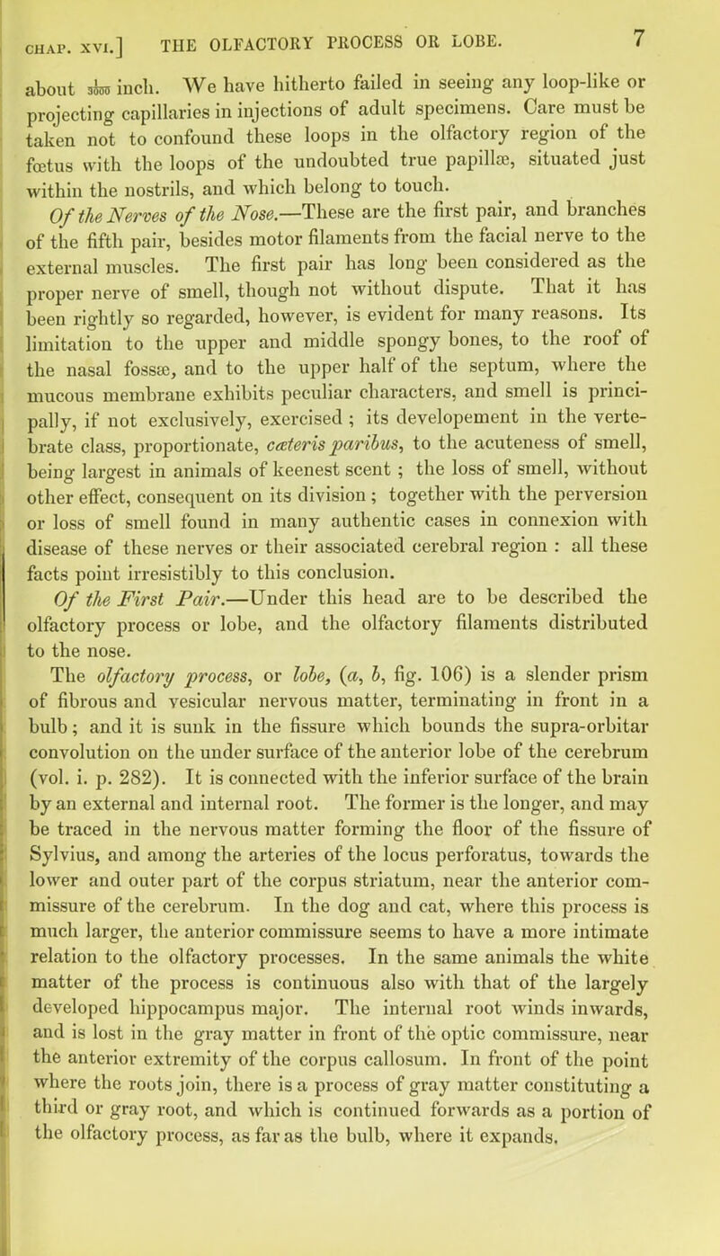 about ^ incli. We have hitherto failed in seeing any loop-like or projecting capillaries in injections of adult specimens. Care must be taken not to confound these loops in the olfactory region of the foetus with the loops of the undoubted true papillte, situated just within the nostrils, and which belong to touch. 0/the Nerves of the Nose.—These are the first pair, and branches of the fifth pair, besides motor filaments from the facial nerve to the external muscles. The first pair has long been considered as the proper nerve of smell, though not without dispute. That it has been rightly so regarded, however, is evident for many reasons. Its limitation to the upper and middle spongy bones, to the roof of the nasal fosste, and to the upper half of the septum, where the mucous membrane exhibits peculiar characters, and smell is princi- pally, if not exclusively, exercised ; its developement in the verte- brate class, proportionate, cateris paribus, to the acuteness of smell, being largest in animals of keenest scent ; the loss of smell, without other eifect, consequent on its division ; together with the perversion or loss of smell found in many authentic cases in connexion with disease of these nerves or their associated cerebral region : all these facts point irresistibly to this conclusion. 0/ the First Fair.—Under this head are to be described the olfactory process or lobe, and the olfactory filaments distributed to the nose. The olfactory process, or lole, (a, h, fig. 106) is a slender prism of fibrous and vesicular nervous matter, terminating in front in a bulb; and it is sunk in the fissure which bounds the supra-orbitar convolution on the under surface of the anterior lobe of the cerebrum (vol. i. p. 282). It is connected with the inferior surface of the brain by an external and internal root. The former is the longer, and may be traced in the nervous matter forming the floor of the fissure of Sylvius, and among the arteries of the locus perforatus, towards the lower and outer part of the corpus striatum, near the anterior com- missure of the cerebrum. In the dog and cat, where this process is much larger, the anterior commissure seems to have a more intimate relation to the olfactory processes. In the same animals the white matter of the process is continuous also with that of the largely developed hippocampus major. The internal root winds inwards, and is lost in the gray matter in front of the optic commissure, near the anterior extremity of the corpus callosum. In front of the point where the roots join, there is a process of gray matter constituting a third or gray root, and which is continued forwards as a portion of the olfactory process, as far as the bulb, where it expands.