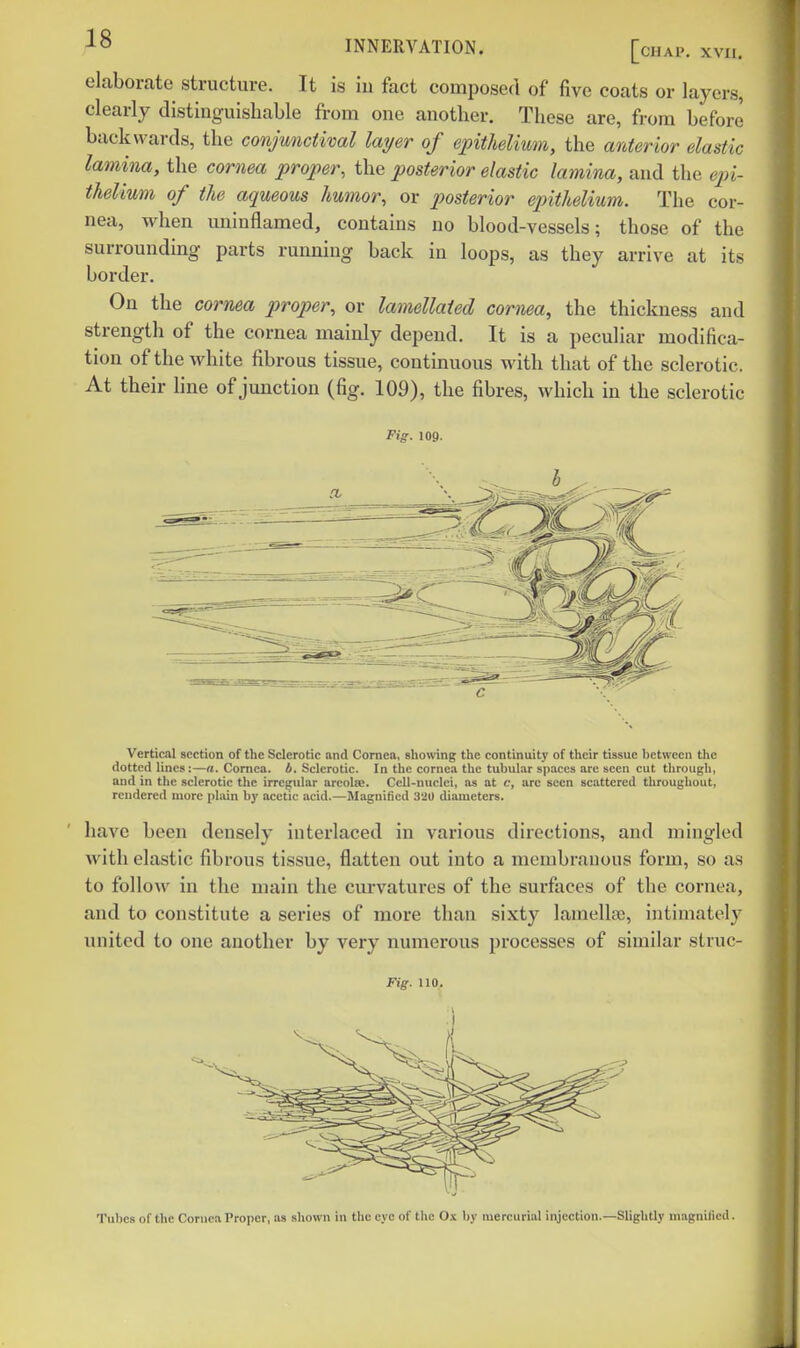 elaborate structure. It is iu fact composed of five coats or layers, clearly distinguishable from one another. These are, from before backwards, the conjunctival layer of epithelium, the anterior elastic lamina, the cornea proper, the posterior elastic lamina, and the ejn- thelium of the aqueous humor, or posterior epithelium. The cor- nea, when uninflamed, contains no blood-vessels; those of the surrounding parts running back in loops, as they arrive at its border. On the cornea proper, or lamellaied cornea, the thickness and strength of the cornea mainly depend. It is a peculiar modifica- tion of the white fibrous tissue, continuous with that of the sclerotic. At their hne of junction (fig. 109), the fibres, which in the sclerotic Fig. 109. Vertical section of the Sclerotic and Cornea, showing the continuity of their tissue between the dotted lines:—a. Cornea, b. Sclerotic. In the cornea the tubular spaces are seen cut through, and in the sclerotic the irrejjular areola;. Cell-nuclei, as at c, arc seen scattered throughout, rendered more plain by acetic acid.—Magnified 320 diameters. have been densely interlaced in various directions, and mingled with elastic fibrous tissue, flatten out into a membranous form, so as to follow in the main the curvatures of the surfaces of the cornea, and to constitute a series of more than sixty lamella;, intimately united to one another by very numerous processes of similar struc- Fig. 110. Tubes of the Cornea Proper, us shown in the eye of the O.v by mercurial injection.—Sliglitly niagnilicd.