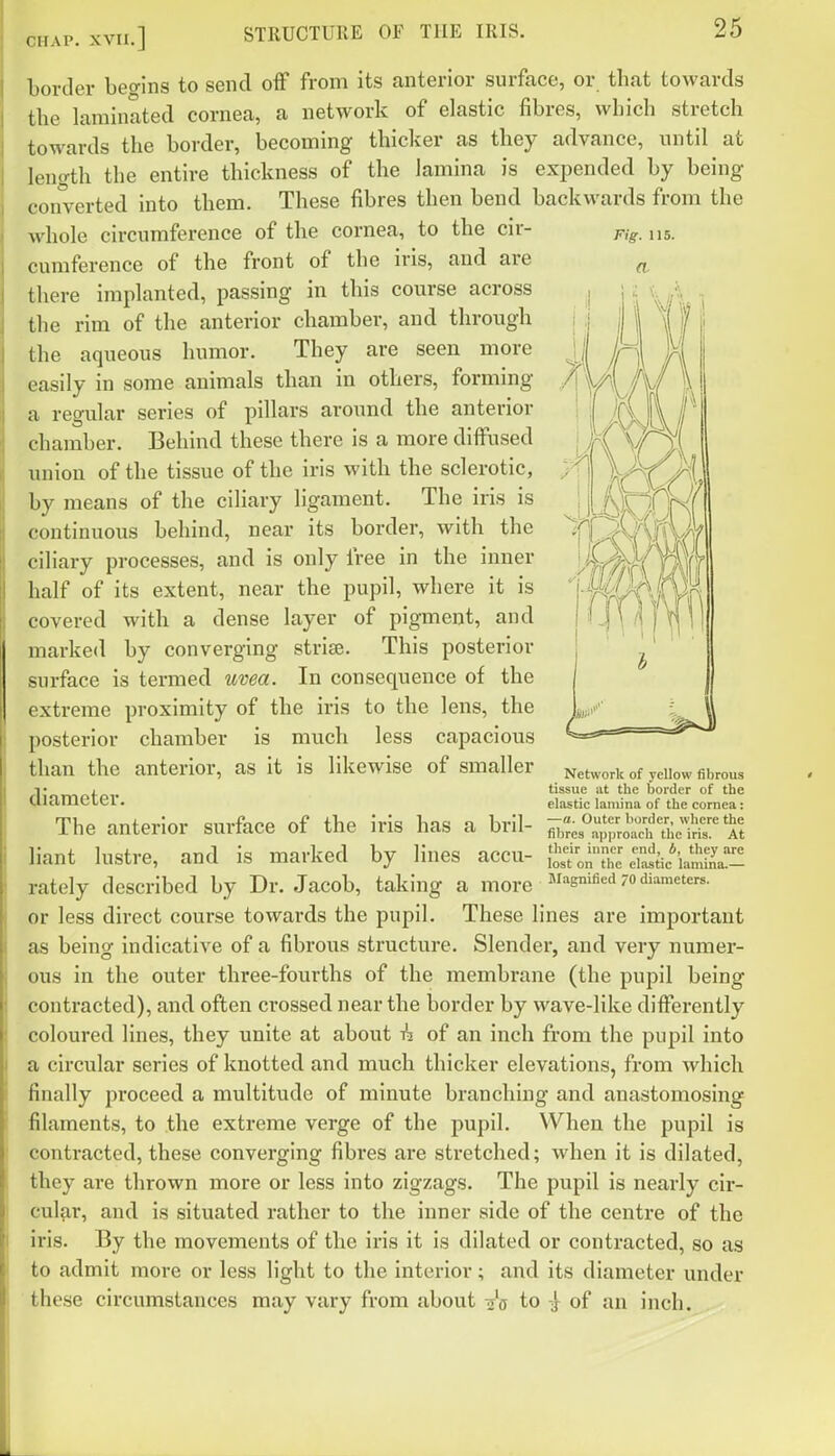 CHAP . XVII.] Fig. 115. border begins to send off from its anterior surface, or that towards the laminated cornea, a network of elastic fibres, which stretch towards the border, becoming thicker as they advance, until at length the entire thickness of the lamina is expended by being converted into them. These fibres then bend backwards from the whole circumference of the cornea, to the cir- cumference of the front of the iris, and are there implanted, passing in this course across the rim of the anterior chamber, and through the aqueous humor. They are seen more easily in some animals than in others, forming a regular series of pillars around the anterior chamber. Behind these there is a more diffused union of the tissue of the iris with the sclerotic, by means of the ciliary ligament. The iris is continuous behind, near its border, with the ciliary processes, and is only free in the inner half of its extent, near the pupil, where it is covered with a dense layer of pigment, and marked by converging strise. This posterior surface is termed uvea. In consequence of the extreme proximity of the iris to the lens, the posterior chamber is much less capacious than the anterior, as it is likewise of smaller Network of yeiiow fibrous y , tissue at the border of the Cliameter. elastic lamina of the cornea: The anterior surface of the iris has a bril- liant lustre, and is marked by lines accu- L\fo^rhe%iL'^ic*ianUnV- rately described by Dr. Jacob, taking a more ^'''snified 70 diameters. or less direct course towards the pupil. These lines are important as being indicative of a fibrous structure. Slender, and very numer- ous in the outer three-fourths of the membrane (the pupil being contracted), and often crossed near the border by wave-like differently coloured lines, they unite at about -h of an inch from the pupil into a circular series of knotted and much thicker elevations, from which finally proceed a multitude of minute branching and anastomosing filaments, to the extreme verge of the pupil. When the pupil is contracted, these converging fibres are stretched; when it is dilated, they are thrown more or less into zigzags. The pupil is nearly cir- cul?ir, and is situated rather to the inner side of the centre of the iris. By the movements of the iris it is dilated or contracted, so as to admit more or less light to the interior; and its diameter under these circumstances may vary from about o'o to -} of an inch.