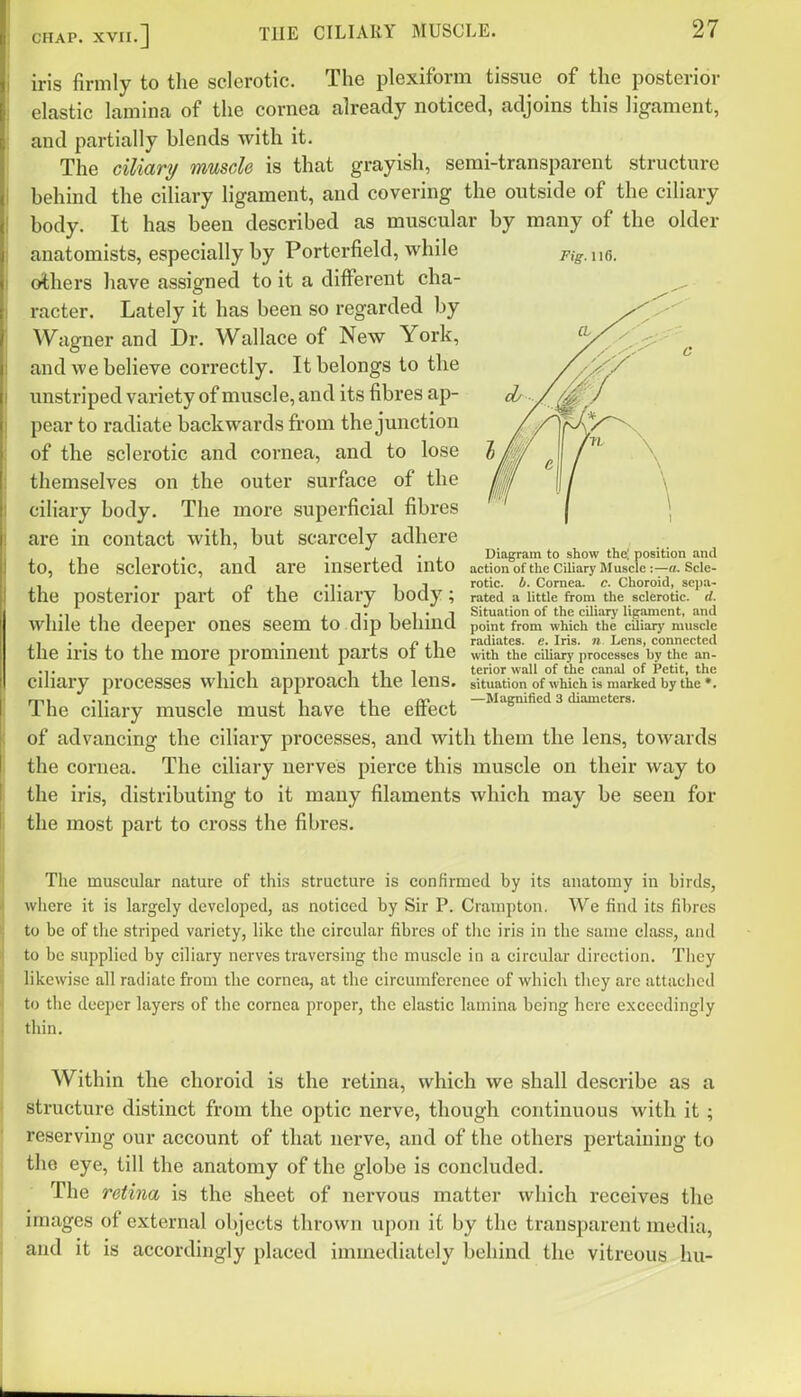 Fig. l\6. iris firmly to the sclerotic. The plexiform tissue of the posterior elastic lamina of the cornea already noticed, adjoins this ligament, and partially blends with it. The ciliari/ muscle is that grayish, semi-transparent structure behind the ciliary ligament, and covering the outside of the ciliary body. It has been described as muscular by many of the older anatomists, especially by Porterfield, while others have assigned to it a different cha- racter. Lately it has been so regarded by Wagner and Dr. Wallace of New York, and we believe correctly. It belongs to the unstriped variety of muscle, and its fibres ap- pear to radiate backwards from the junction of the sclerotic and cornea, and to lose themselves on the outer surface of the ciliary body. The more superficial fibres are in contact with, but scarcely adhere to, the sclerotic, and are inserted into the posterior part of the ciliary body; ,., iTil'l Situation of the ciliary ligament, and while the deeper ones seem to dip behmcl point from which the cuiarj'muscle , . . radiates, e. Iris, n Lens, connected the ins to the more prominent parts oi the with the ciliary processes by the an- .,. 1 • 1 1 xi 1 terior wall of the caniU of Petit, the ClJiary processes which approach the lens, situation of which is marked by the*, rrii .,. 1 ,1 ,1 (V i —Magnified 3 diameters. 1 he ciliary muscle must have the ettect of advancing the ciliary processes, and with them the lens, towards the cornea. The ciliary nerves pierce this muscle on their way to the iris, distributing to it many filaments which may be seen for the most part to cross the fibres. Diagram to show the', position and action of the Ciliary Muscle :—a. Scle- rotic. A. Cornea, c. Choroid, sepa- rated a little from the sclerotic, d. The muscular nature of this structure is confirmed by its anatomy in birds, where it is largely developed, as noticed by Sir P. Crauipton, We find its fil)res to be of the striped variety, like the circular fibres of tiie iris in the same class, and to be supplied by ciliary nerves traversing the muscle in a circular direction. They likewise all radiate from the cornea, at the circumfcrcnee of which they are attiiclicd to the deeper layers of the cornea proper, the elastic lamina being here exceedingly thin. Within the choroid is the retina, which we shall describe as a structure distinct from the optic nerve, though continuous with it; reserving our account of that nerve, and of the others pertaining to the eye, till the anatomy of the globe is concluded. The retina is the sheet of nervous matter which receives the images of external objects thrown upon it by the transparent media, and it is accordingly placed immediately behind the vitreous hu-