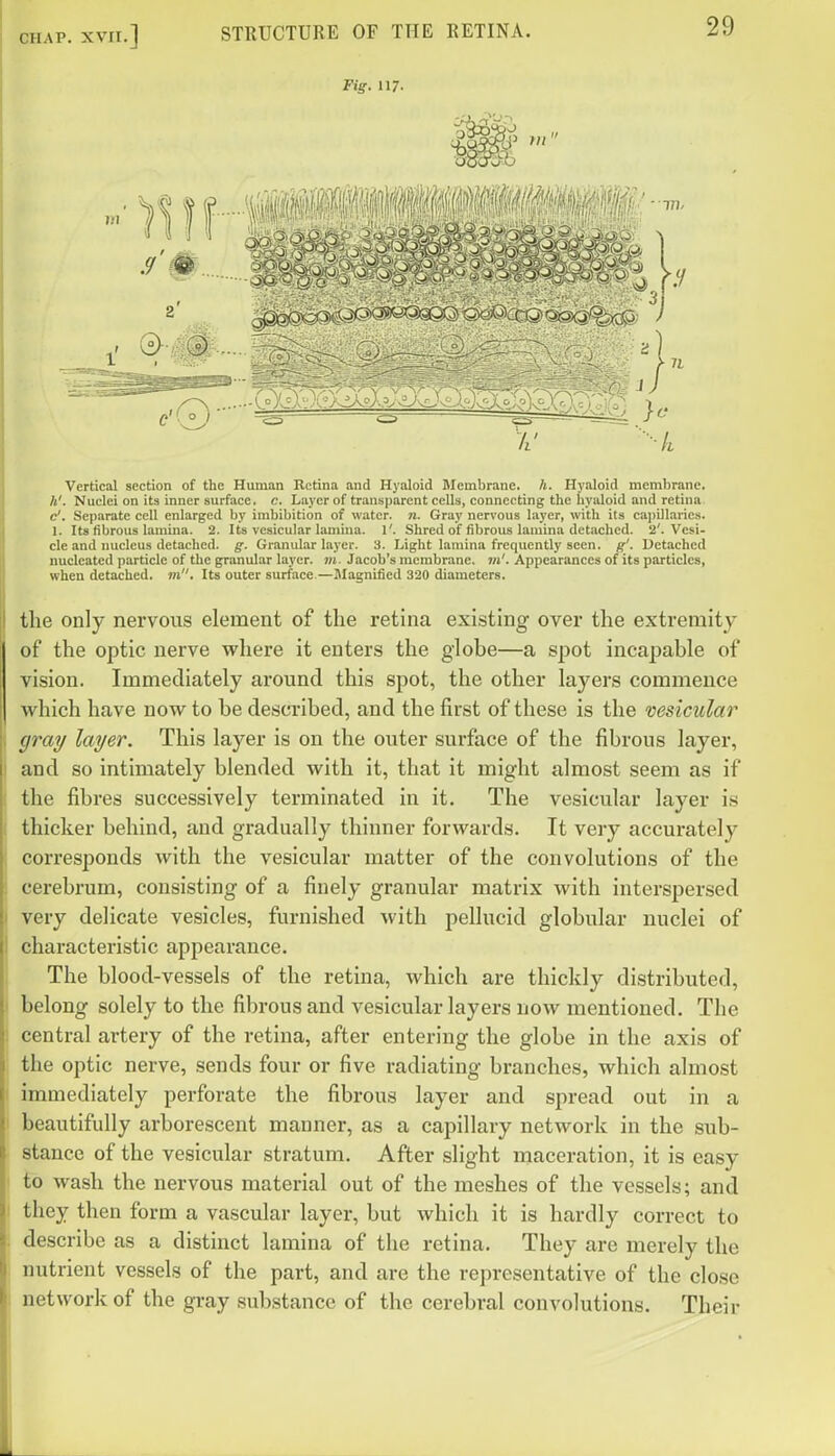 Fig. 117- Vertical section of the Human Retina and Hyaloid Membrane, h. Hyaloid membrane. A'. Nuclei on its inner surface, c. Layer of transparent cells, connecting the hyaloid and retina c'. Separate cell enlarged by imbibition of water, n. Gray nervous layer, with its cajiillaries. 1. Its fibrous lamina. 2. Its vesicular lamina. 1'. Shred of fibrous lamina detached. 2'. Vesi- cle and imcleus detached, g. Granular layer. 3. Light lamina frequently seen. g'. Detached nucleated particle of the granular layer, m. Jacob's membrane. Appearances of its particles, when detached, in. Its outer surface.—Magnified 320 diameters. the only nervous element of the retina existing over the extremity of the optic nerve where it enters the globe—a spot incapable of vision. Immediately around this spot, the other layers commence which have now to be described, and the first of these is the vesicular gray layer. This layer is on the outer surface of the fibrous layer, and so intimately blended with it, that it might almost seem as if the fibres successively terminated in it. The vesicular layer is thicker behind, and gradually thinner forwards. It very accurately corresponds with the vesicular matter of the convolutions of the cerebrum, consisting of a finely granular matrix with interspersed very delicate vesicles, furnished with pellucid globular nuclei of characteristic appearance. The blood-vessels of the retina, which are thickly distributed, belong solely to the fibrous and vesicular layers now mentioned. The central artery of the retina, after entering the globe in the axis of the optic nerve, sends four or five radiating branches, which almost immediately perforate the fibrous layer and spread out in a beautifully arborescent manner, as a capillary network in the sub- stance of the vesicular stratum. After slight maceration, it is easy to wash the nervous material out of the meshes of the vessels; and they then form a vascular layer, but which it is hardly correct to describe as a distinct lamina of the retina. They are merely the nutrient vessels of the part, and are the representative of the close network of the gray substance of the cerebral convolutions. Their