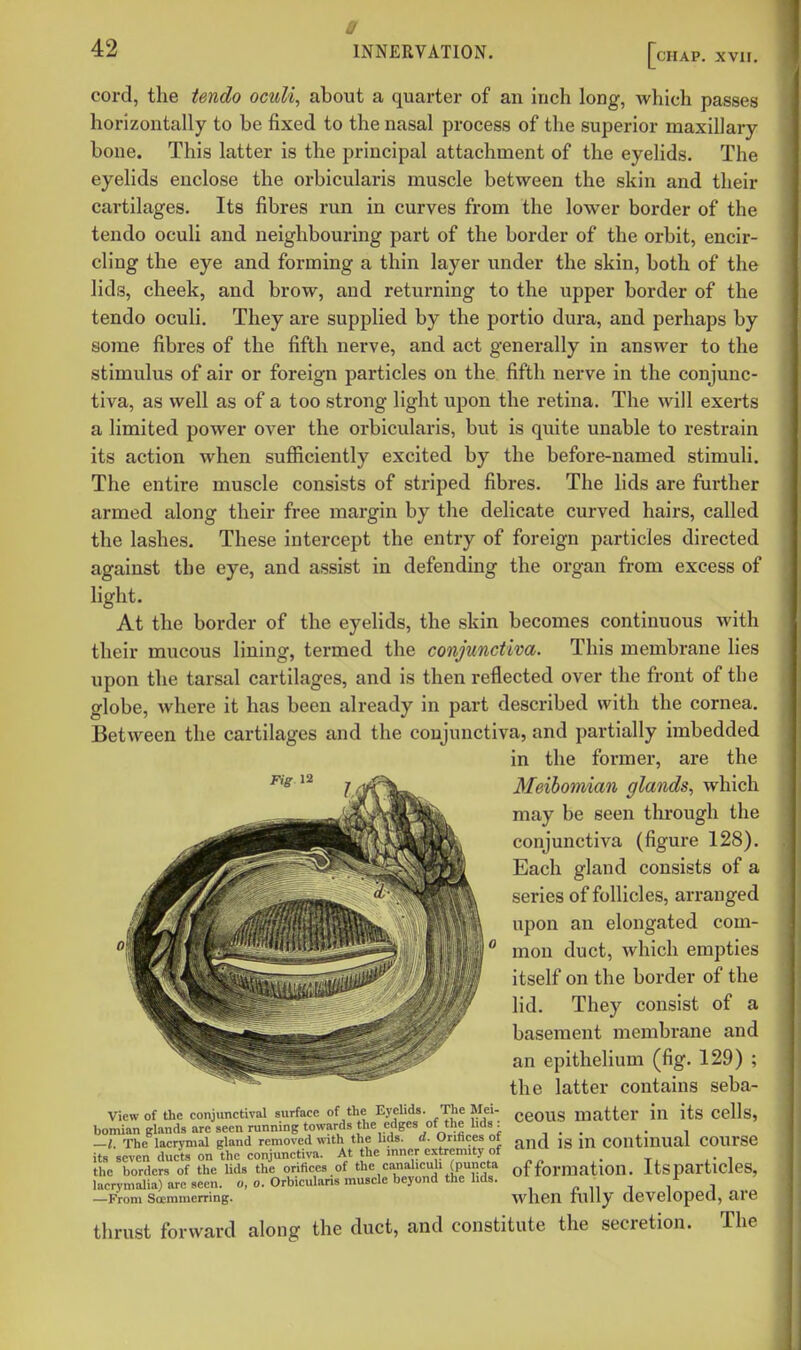 CHAP. xvn. cord, the tendo ocuU, about a quarter of an inch long, which passes horizontally to be fixed to the nasal process of the superior maxillary bone. This latter is the principal attachment of the eyelids. The eyelids enclose the orbicularis muscle between the skin and their cartilages. Its fibres run in curves from the lower border of the tendo oculi and neighbouring part of the border of the orbit, encir- cling the eye and forming a thin layer under the skin, both of the lids, cheek, and brow, and returning to the upper border of the tendo oculi. They are supplied by the portio dura, and perhaps by some fibres of the fifth nerve, and act generally in answer to the stimulus of air or foreign particles on the fifth nerve in the conjunc- tiva, as well as of a too strong light upon the retina. The will exerts a limited power over the orbicularis, but is quite unable to restrain its action when sufliciently excited by the before-named stimuli. The entire muscle consists of striped fibres. The lids are further armed along their free margin by the delicate curved hairs, called the lashes. These intercept the entry of foreign particles directed against the eye, and assist in defending the organ from excess of light. At the border of the eyelids, the skin becomes continuous with their mucous lining, termed the conjunctiva. This membrane lies upon the tarsal cartilages, and is then reflected over the front of the globe, where it has been already in part described with the cornea. Between the cartilages and the conjunctiva, and partially imbedded in the former, are the Meibomian glands, which may be seen through the conjunctiva (figure 128). Each gland consists of a series of follicles, arranged upon an elongated com- mon duct, which empties itself on the border of the lid. They consist of a basement membrane and an epithelium (fig. 129) ; the latter contains seba- View of the conjunctival surface of the Eyelids. The Mei- ^eOUS matter iu itS Cclls, bomianglandsareseenrunningtowards Ae edges of the lids : -I. The lacrymal gland removed with the Uds. d. Orihces of ^ jg cOUtmual COUrSC its seven ducts on the conjunctiva. At the mner extremity of the borders of the lids the orifices of the canalicuh (puncta offormatlOn. Itsparticles, lacrvmalia) are seen, o, o. Orbicularis muscle beyond the lids. ^ i , j —From Soeramerring. wlicu lully developed, are thrust forward along the duct, and constitute the secretion. The Fig 12