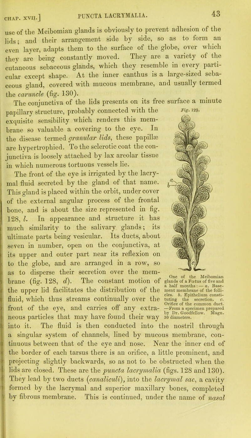 CHAP. XV PUNCTA LACRYMALIA. Fig. 129. use of tlie Meibomian glands is obviously to prevent adhesion of the lids; and their arrangement side by side, so as to form an even layer, adapts them to the surface of the globe, over which they are being constantly moved. They are a variety of the cutaneous sebaceous glands, which they resemble in every parti- cular except shape. At the inner canthus is a large-sized seba- ceous gland, covered with mucous membrane, and usually termed the caruncle (fig. 130). The conjunctiva of the lids presents on its free surface a minute papillary structure, probably connected with the exquisite sensibility which renders this mem- brane so valuable a covering to the eye. In the disease termed gramdar lids, these papillae are hypertrophied. To the sclerotic coat the con- junctiva is loosely attached by lax areolar tissue in which numerous tortuous vessels lie. The front of the eye is irrigated by the lacry- mal fluid secreted by the gland of that name. This gland is placed within the orbit, under cover of the external angular process of the frontal bone, and is about the size represented in fig. 128, 1. In appearance and structure it has much similarity to the salivary glands; its ultimate parts being vesicular. Its ducts, about seven in number, open on the conjunctiva, at its upper and outer part near its reflexion on to the globe, and are arranged in a row, so as to disperse their secretion over the mem- , ^/^,^^7\ mi 11 1- n ^^ °^ Meibomian brane (fig. 128, a), ihe constant motion or gknds of a Fcetus of five and fir* ii TjMi- n ,^ months:—a. Base- the upper lid facilitates the distribution or the ment membrane of the folli- cles, b. Epithelium consti- tuting the secretion, c. Orifice of the common duct. —From a specimen prepared by Dr. Goodfellow. Magn. 30 diameters. fluid, which thus streams continually over the front of the eye, and carries off any extra- neous particles that may have found their way into it. The fluid is then conducted into the nostril through a singular system of channels, lined by mucous membrane, con- tinuous between that of the eye and nose. Near the inner end of the border of each tarsus there is an orifice, a little prominent, and projecting slightly backwards, so as not to be obstructed when the lids are closed. These are the puncta lacrymalia (figs. 128 and 130). They lead by two ducts {canalicwli), into the lacrymal sac, a cavity formed by the lacrymal and superior maxillary bones, completed by fibrous membrane. This is continued, under the name of nasal