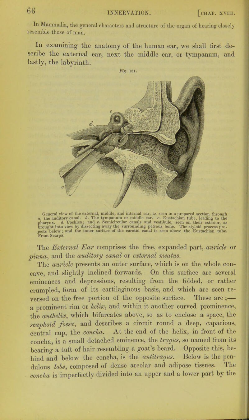 In Mammalia, tlie general characters and structure of the organ of hearing closely resemble those of man. In examining the anatomy of the human ear, we shall first de- scribe the external ear, next the middle ear, or tympanum, and lastly, the labyrinth. t'ig. 131. General view of the external, middle, and internal ear, as seen in a prepared section through (1, the auditory canal, b. The tym])anuni or middle ear. c. Eustachian tube, leading to the Eharynx. d. 'Cochlea; and e. Semicircular canals and vestibule, seen on their exterior, as rought into view by dissecting away the surrounding petrous bone. The styloid process pro- jects below; and the inner surface of the carotid canal is seen above the Eustachian tube. From Scarpa. The External Ear comprises the free, expanded part, auricle or pinna, and the auditory canal or external meatus. The auricle presents an outer surface, which is on the whole con- cave, and slightly inclined forwards. On this surface are several eminences and depressions, resulting from the folded, or rather crumpled, form of its cartilaginous basis, and which are seen re- versed on the free portion of the opposite surface. These are ;— a prominent rim or helix, and within it another curved prominence, the anthelix, which bifurcates above, so as to enclose a space, the scaphoid fossa, and describes a circuit round a deep, capacious, central cup, the concha. At the end of the helix, in front of the concha, is a small detached eminence, the tragus, so named from its bearing a tuft of hair resembling a goafs beard. Opposite this, be- hind and below the concha, is the a^ititragus. Below is the pen- dulous lole, composed of dense areolar and adipose tissues. The concha is imperfectly divided into an upper and a lower part by the