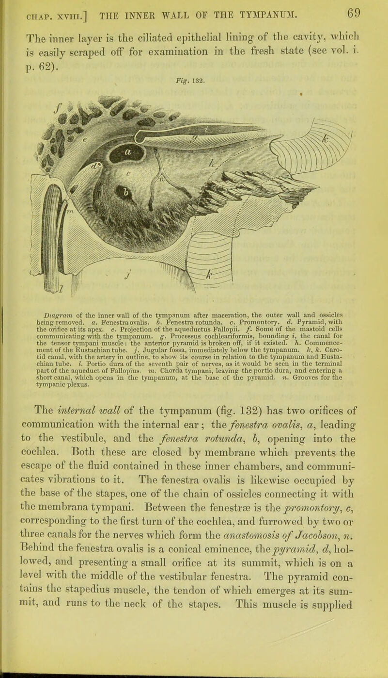 The inner layer is the ciHated epithelial lining of the cavity, which is easily scrai^ed off for examination in the fresh state (see vol. i. p. 62). Fig. 132. Diagram of the inner wall of the tympanum after maceration, the outer wall and ossicles being removed, a. Fenestraovalis. b. Fenestra rotunda, c. Promontory, d. Pyramid, with the orifice at its apex. e. Projection of the aqucductus Fallopii. /. Some of the mastoid cells communicating with the tympanum, g. Processus cochleariformis, bounding i, the canal for the tensor tj'mpani muscle: the anterior pyramid is broken off, if it existed. A. Commence- ment of the Eustachian tube, y. Jugular fossa, immediately below the tympanum, k, k. Caro- tid canal, with the artery in outline, to show its course in relation to the tympanum and Eusta- chian tube. /. Portio dura of the seventh pair of nerves, as it would be seen in the terminal part of the aqueduct of Fallopius. m. Chorda tympani, leaving the portio dura, and entering a short canal, which opens in the tympanum, at the base of the pyramid, n. Grooves for the tj-mpanic plexus. The internal wall of the tympanum (fig. 132) has two orifices of communication with the internal ear; the fenestra ovalis, a, leading to the vestibule, and the fenestra rotunda, b, opening into the cochlea. Both these are closed by membrane which prevents the escape of the fluid contained in these inner chambers, and communi- cates vibrations to it. The fenestra ovalis is likewise occupied by the base of the stapes, one of the chain of ossicles connecting it with the membrana tympani. Between the fenestras is the promontory/, c, corresponding to the first turn of the cochlea, and furrowed by two or three canals for the nerves which form the anastomosis of Jacohson, n. Behind the fenestra ovalis is a conical eminence, the pyramid, d, hol- lowed, and presenting a small orifice at its summit, which is on a level with the middle of the vestibular fenestra. The pyramid con- tains the stapedius muscle, the tendon of which emerges at its sum- mit, and runs to the neck of the stapes. This muscle is supplied