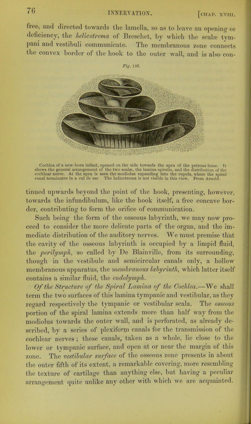 free, and directed towards the lamella, so as to leave an opening oi' deficiency, the helicoirema of Brcscliet, by which the scalse tym- pani and vestibuli communicate. The membranous zone connects the convex border of the hook to the outer wall, and is also con- rig-. 136. Cochlea of a new-born infant, opened on the side towards the apex of the petrous bone. Tt shows the general arrangement of the two scalie, the lamina spiralis, and the aistribiitinn of the cochlear nen-e. At the apex is seen the modiolus expanding mto the cupola, where the spiral canal terminates in a cul dc sac The helicotrema is not visible in this view. From Arnola. tinned upwards beyond the point of the hook, presenting, however, towards the infundibulum, like the hook itself, a free concave bor- der, contributing to form the orifice of communication. Such being the form of the osseous labyrinth, we may now pro- ceed to consider the more delicate parts of the organ, and the im- mediate distribution of the auditory nerves. We must premise that the cavity of the osseous labyrinth is occupied by a limpid fluid, the perilymph, so called by De Blainville, from its surrounding, though in the vestibule and semicircular canals only, a hollow membranous apparatus, the membranous labyrinth, which latter itself contains a similar fluid, the endolymph. Of the Structure of the Spiral Lamina of the Cochlea.—We shall term the two surfaces of this lamina tympanic and vestibular, as they regard respectively the tympanic or vestibular scala. The osseous portion of the spiral lamina extends more than half way from the modiolus towards the outer wall, and is perforated, as already de- scribed, by a series of plexiforiji canals for the transmission of the cochlear nerves ; these canals, taken as a whole, lie close to the lower or tympanic surface, and open at or near the margin of this zone. The mstihular surface of the osseous zone presents in about the outer fifth of its extent, a remarkable covering, more resembling the texture of cartilage than anything else, but having a peculiar arrangement quite unlike any other with which we are acquainted.
